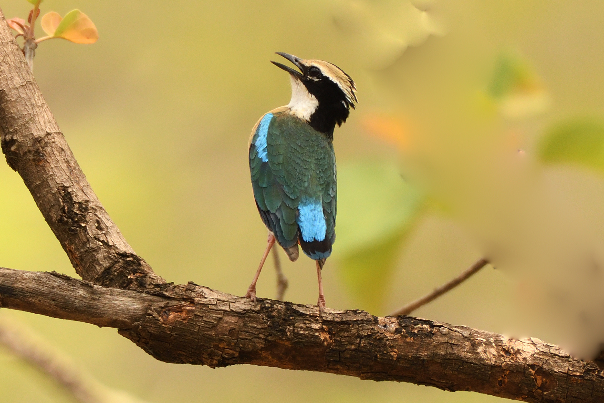 Top 13 Places To Go Bird Watching In Indore, Madhya Pradesh | Nature inFocus