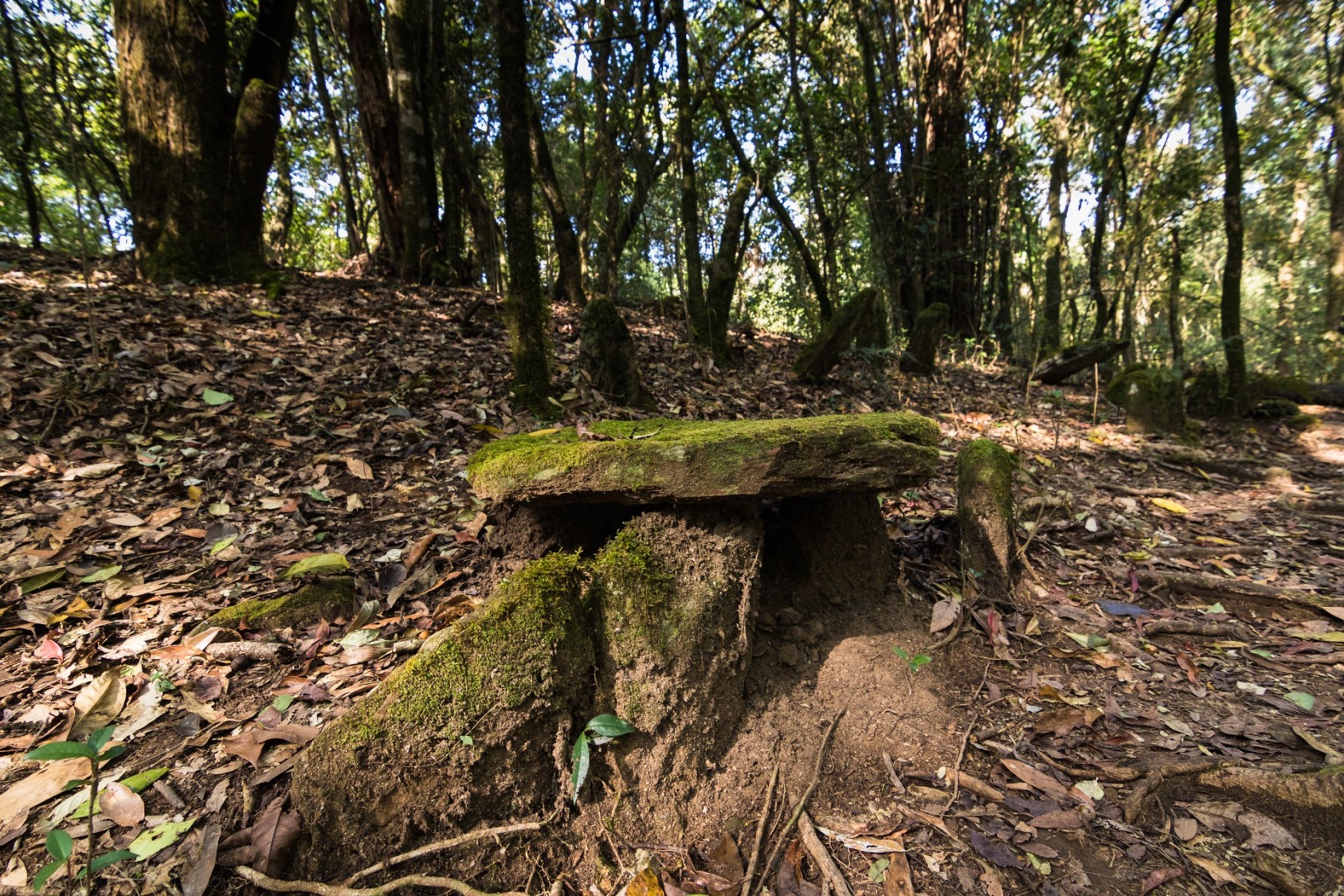 This particular sacred grove in Shillong is protected by the Lyngdoh clan. They believe that their deity Ryngkew-Basa resides in this forest and watches over their village. This folk-god is believed to appear in two forms: as a leopard, which symbolises good fortune, and a snake, which is considered a bad omen. Scattered monoliths located deep within the forest represent places of sacrifice. The Khasi people make offerings of lambs, cocks, and other animals here, to please and appease their deity.Photograph: Karthik P Hariharan