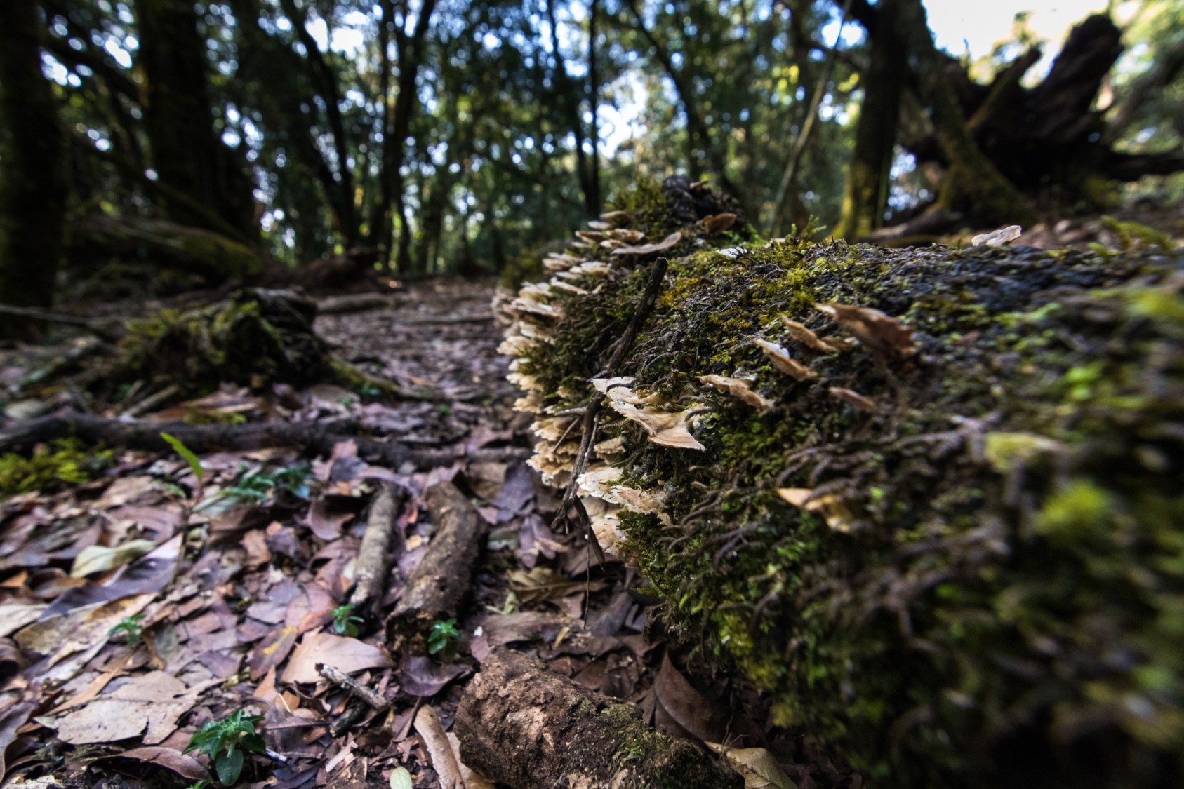 This is the Mawphlang sacred forest, in Shillong. The Khasi tribe is  particular about preserving its forests. Nuts, medicinal herbs, flowers and fruits from the grove could be consumed if required, but not taken outside or sold. Evergreen Chinkapin (Castanopsis kurzii) trees grow at the outer edges, restricting the ingress of the Khasi Pine trees (Pinus kesiya). Epiphytic growths of orchids, aroids, pipers, ferns, and fern-allies hug the sacred trunks. A variety of fleshy fungi is found on dead trees and fallen branches, and a multitude of mosses and lichens dot nearly every surface.Photograph: Karthik P Hariharan