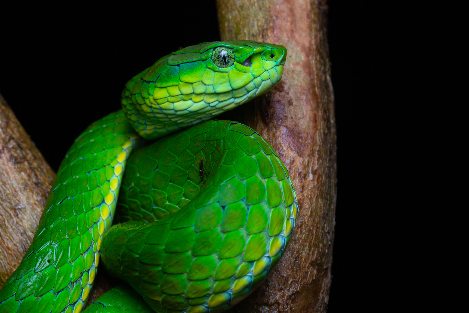 India's Striking Variety Of Pit Vipers