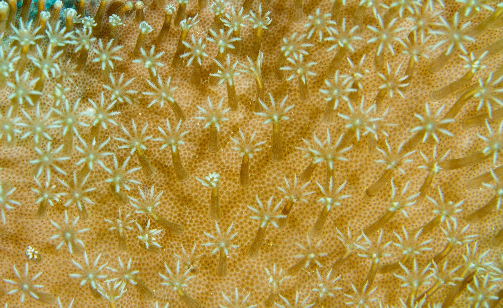 A close-up of a Leather Coral reveals the fascinating structure of its polyps. At night the polyps are extended to feed – in fact, fully opened polyps indicate the health of the coral.