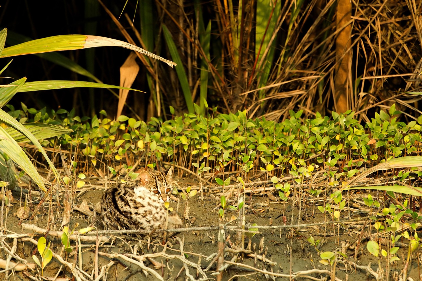 Snapshots From The Sunderbans - slide5 | Nature inFocus