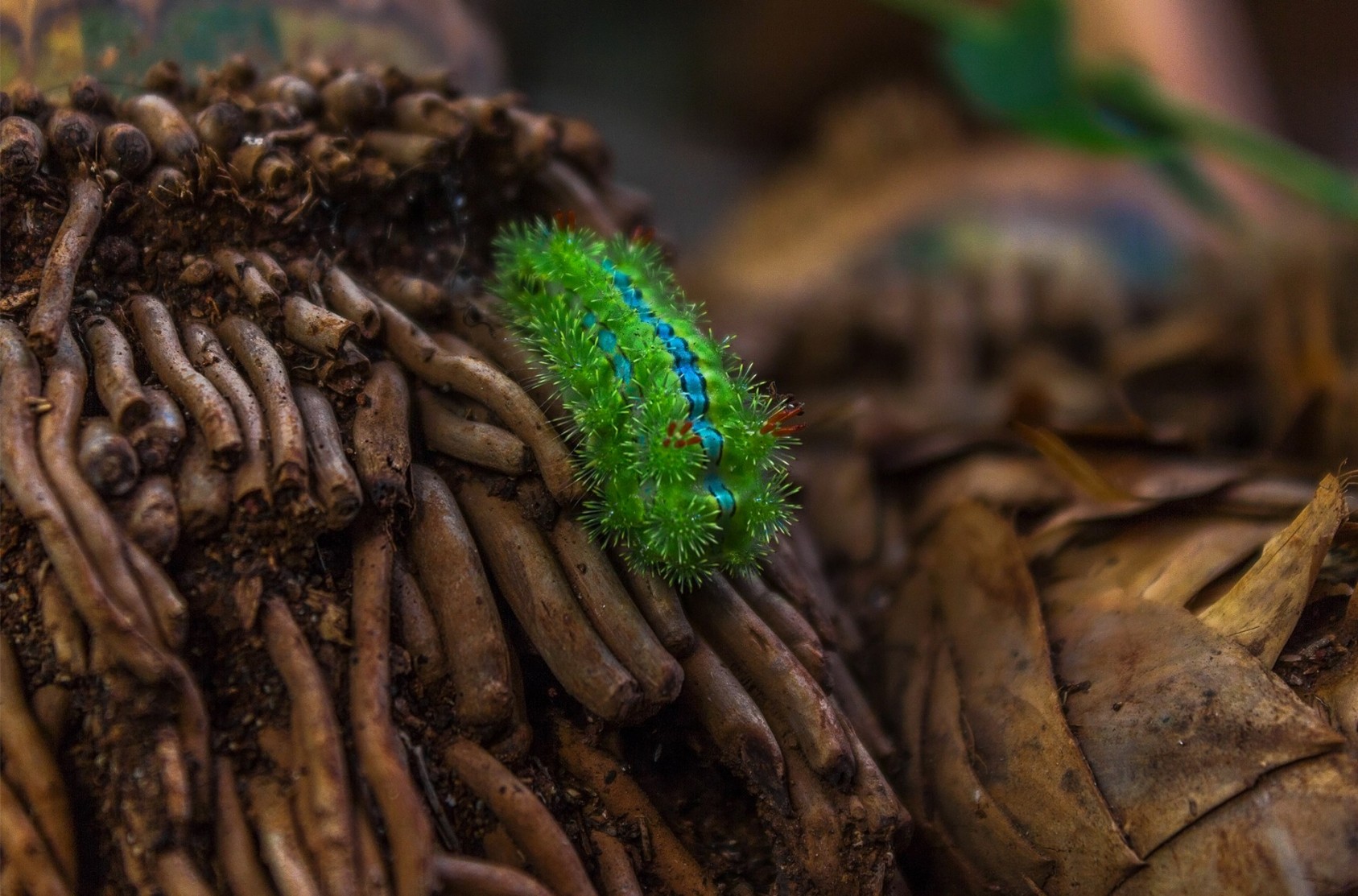 Because when you look down, you realise you needn't go far to meet wildlife. Sometimes, it's right in your backyard, flaunting its gorgeous colours. Baner, PunePhotograph: Manish Mutalik