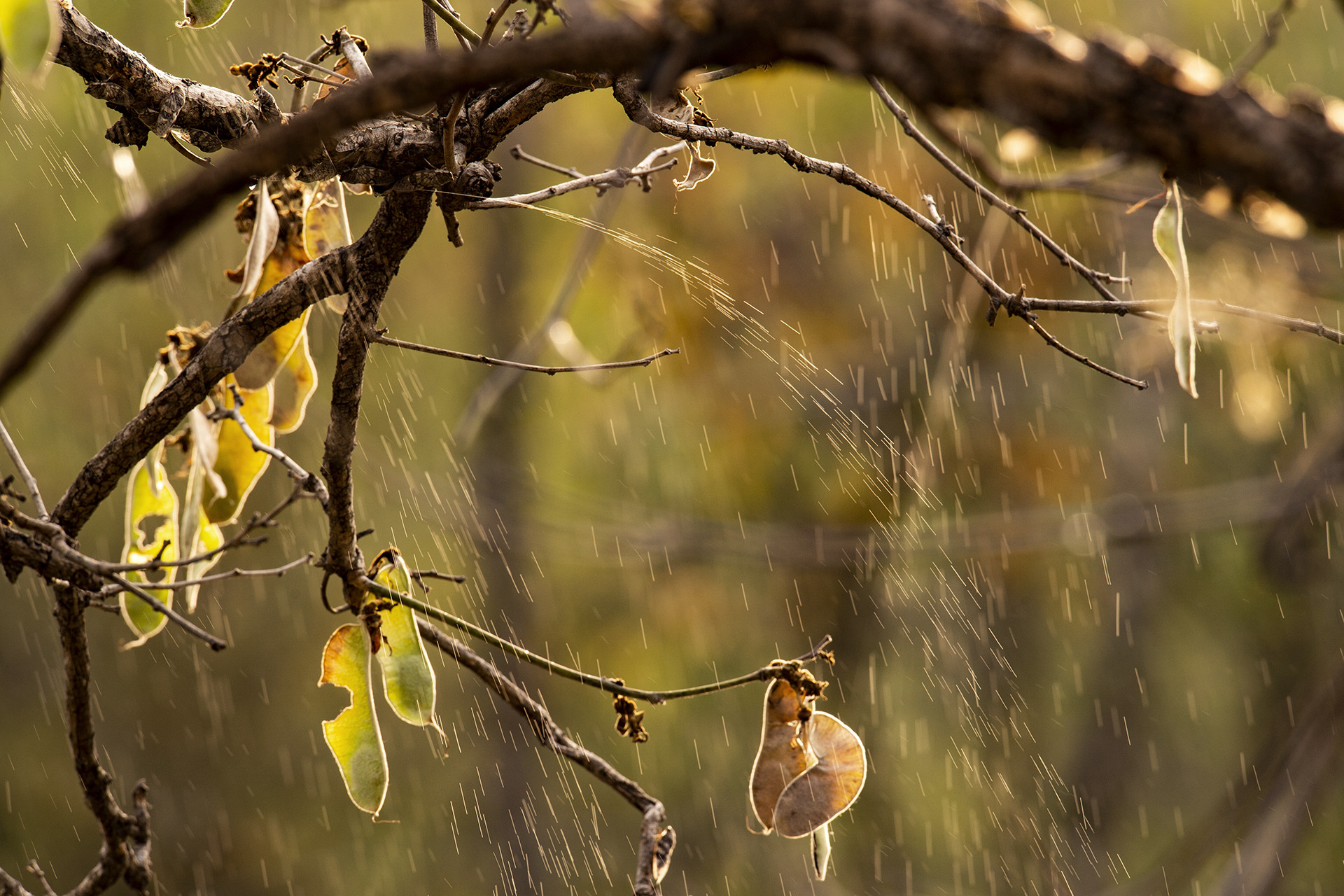 Matrishva vyas tadoba hires april d s - Nature inFocus Photography Awards 2020: The Winners | Nature inFocus