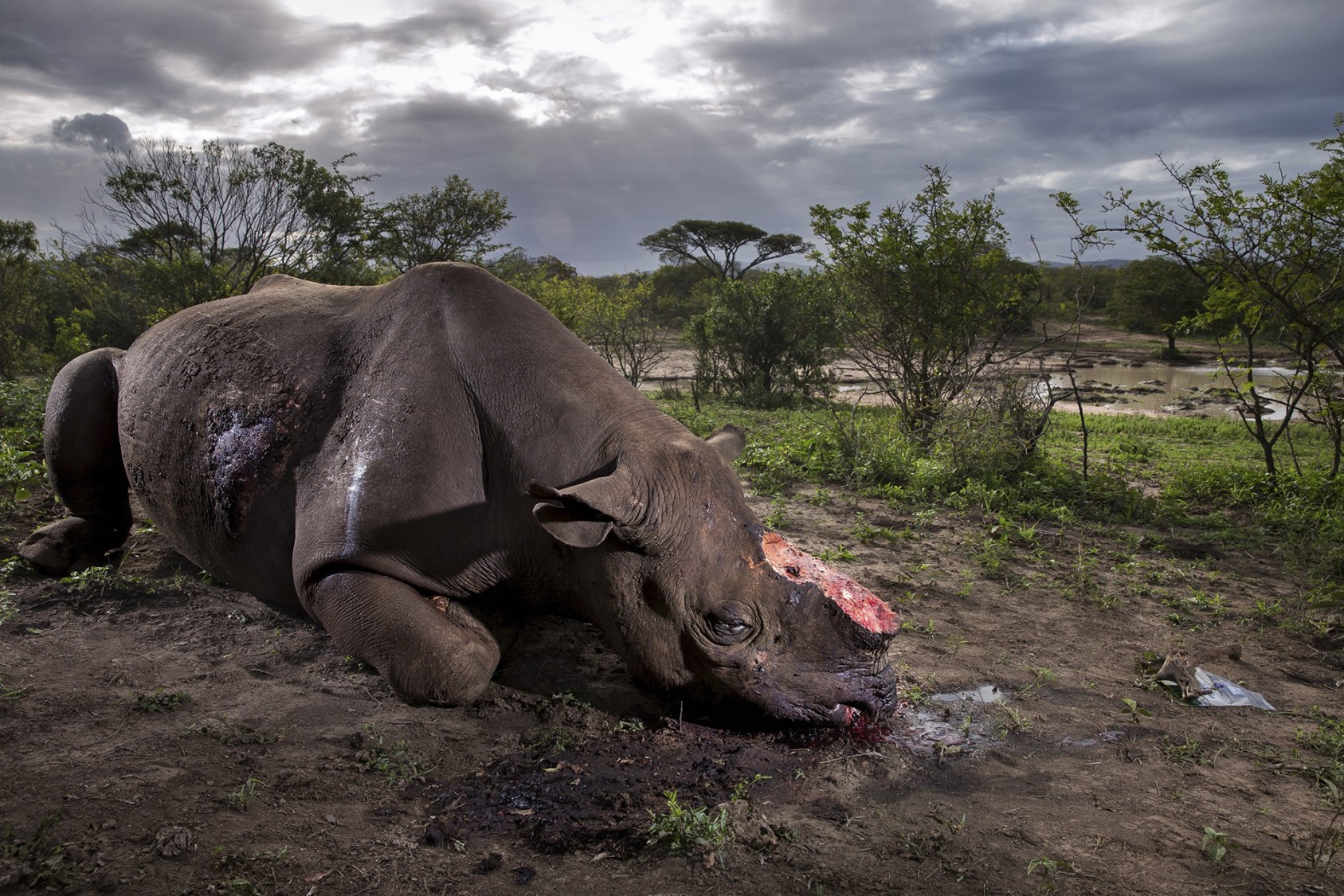 Memorial to a species Brent Stirton, South Africa Grand title winner 2017 (Also winner of The Wildlife Photojournalist Award: Story category) Canon EOS-1DX + 28mm f2.8 lens; 1/250 sec at f9; ISO 200; flash. The killers were probably from a local community but working to order. Entering the Hluhluwe Imfolozi Game Reserve at night, they shot the black rhino bull using a silencer. Working fast, they hacked off the two horns and escaped before being discovered by the reserve’s patrol. The horns would have been sold to a middleman and smuggled out of South Africa, probably via Mozambique, to China or Vietnam. For the reserve, it was grim news, not least because this is where conservationists bred back from near extinction the subspecies that is now the pre-eminent target for poachers, the southern white rhino. For the photographer, the crime scene was one of more than 30 he visited in the course of covering this tragic story. 