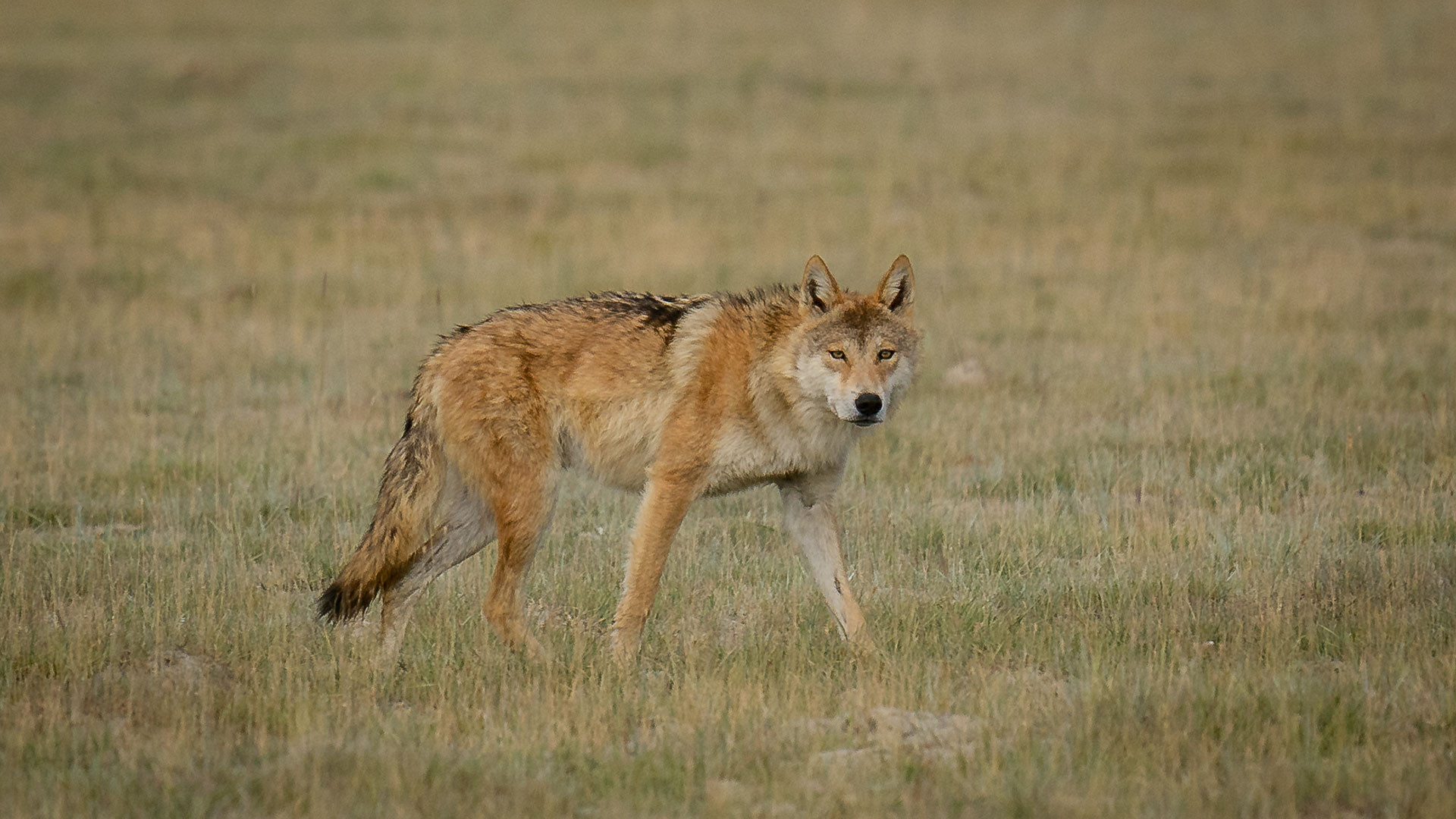      MN DSC      | Nature Infocus