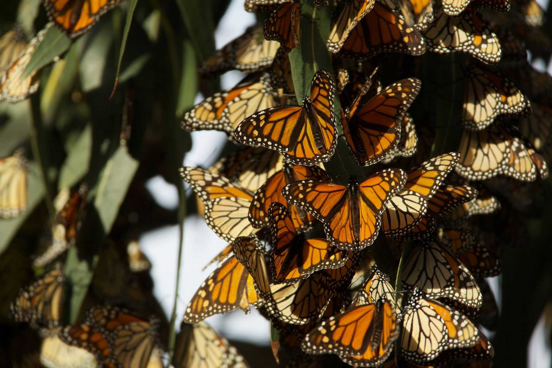 Бабочек легкая стая. Миграция бабочек Данаида Монарх. Мигрирующие бабочки Данаида Монарх. Биосферный заповедник бабочки Монарх.