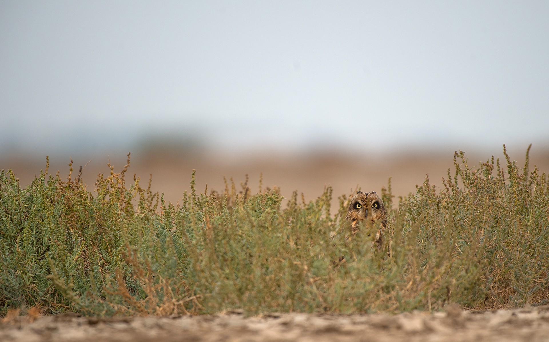 Birds Of Grasslands Nature inFocus