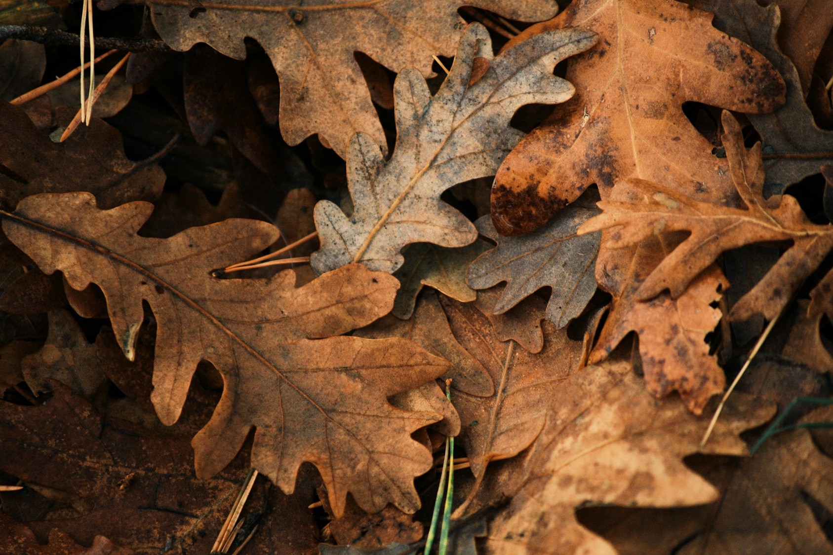 Colours of fire.Sierra de Guadarrama, MadridPhotograph: Pablo Suarez