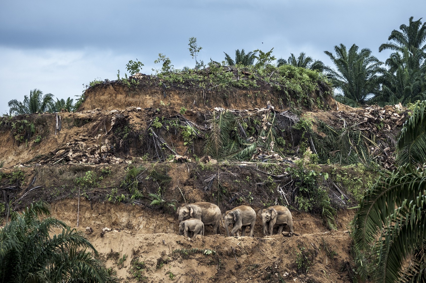 Palm-oil survivors Aaron ‘Bertie’ Gekoski, UK/USA Winner 2017, Wildlife Photojournalist: Single image Nikon D700 + 80–200mm f2.8 lens at 120mm; 1/500 sec at f3.2; ISO 400. In eastern Sabah, on the island of Borneo, three generations of Bornean elephants edge their way across the terraces of an oil-palm plantation being cleared for replanting. Palm oil is a lucrative global export, and in the Malaysian state of Sabah, where the majority of rainforest has already been logged (only 8 per cent of protected intact forest remains), the palm-oil industry is still a major driver of deforestation, squeezing elephants into smaller and smaller pockets of forest. Increasingly they wander into oil-palm plantations to feed, where they come into conflict with humans, with elephants being shot or poisoned. (In 2013, poison used in a plantation killed a herd of 14 elephants – the sole survivor, a calf, was found caressing its dead mother’s tusks.) Reports of elephant attacks on humans are also on the rise. Today, the fragmented population of Bornean elephants – regarded as a subspecies of the Asian elephant that may have been isolated on the island of Borneo for more than 300,000 years – is estimated to number no more than 1,000–2,000. Elephants form strong social bonds, and females often stay together for their entire lives. Here, the group probably comprises a matriarch, two of her daughters and her grand-calf. With the light fading fast, Bertie acted quickly to frame an image that symbolizes the impact that our insatiable demand for palm oil (used in half of the products on supermarket shelves) has on wildlife. ‘They huddled together, dwarfed by a desolate and desecrated landscape. A haunting image,’ he says. 