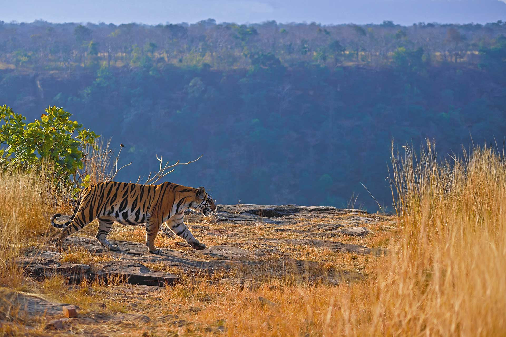 Snapshots From Panna National Park | Nature inFocus