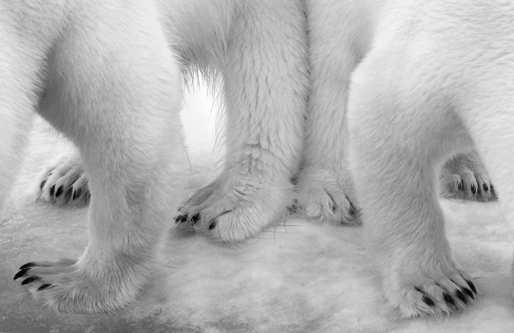 Polar pas de deux Eilo Elvinger, Luxembourg Winner 2017, Black and white Canon EOS-1DX + 200–400mm f4 lens at 200mm; 1/640 sec at f9 (+0.7 e/v); ISO 6400. From her ship, anchored in the icy waters off Svalbard, in Arctic Norway, Eilo spotted a polar bear and her two-year-old cub in the distance, slowly drawing closer. Polar bears are known as hunters, mainly of seals – they can smell prey from nearly a kilometre (more than half a mile) away – but they are also opportunists. Nearing the ship, they were diverted to a patch of snow soaked in leakage from the vessel’s kitchen and began to lick it. ‘I was ashamed of our contribution to the immaculate landscape’, says Eilo, ‘and of how this influenced the bears’ behaviour.’ Mirroring each other, with back legs pressed together (cub on the right), they tasted the stained snow in synchrony. Such broad paws make fine swimming paddles and help the bears to tread on thin ice, and their impressive non-retractable claws – more than 5 centimetres (2 inches) long – act like ice picks for a better grip. Mindful of the species’ shrinking habitat – climate change is reducing the Arctic sea ice on which the bears depend – Eilo framed her shot tightly, choosing black and white to ‘reflect the pollution as a shadow cast on the pristine environment’. 