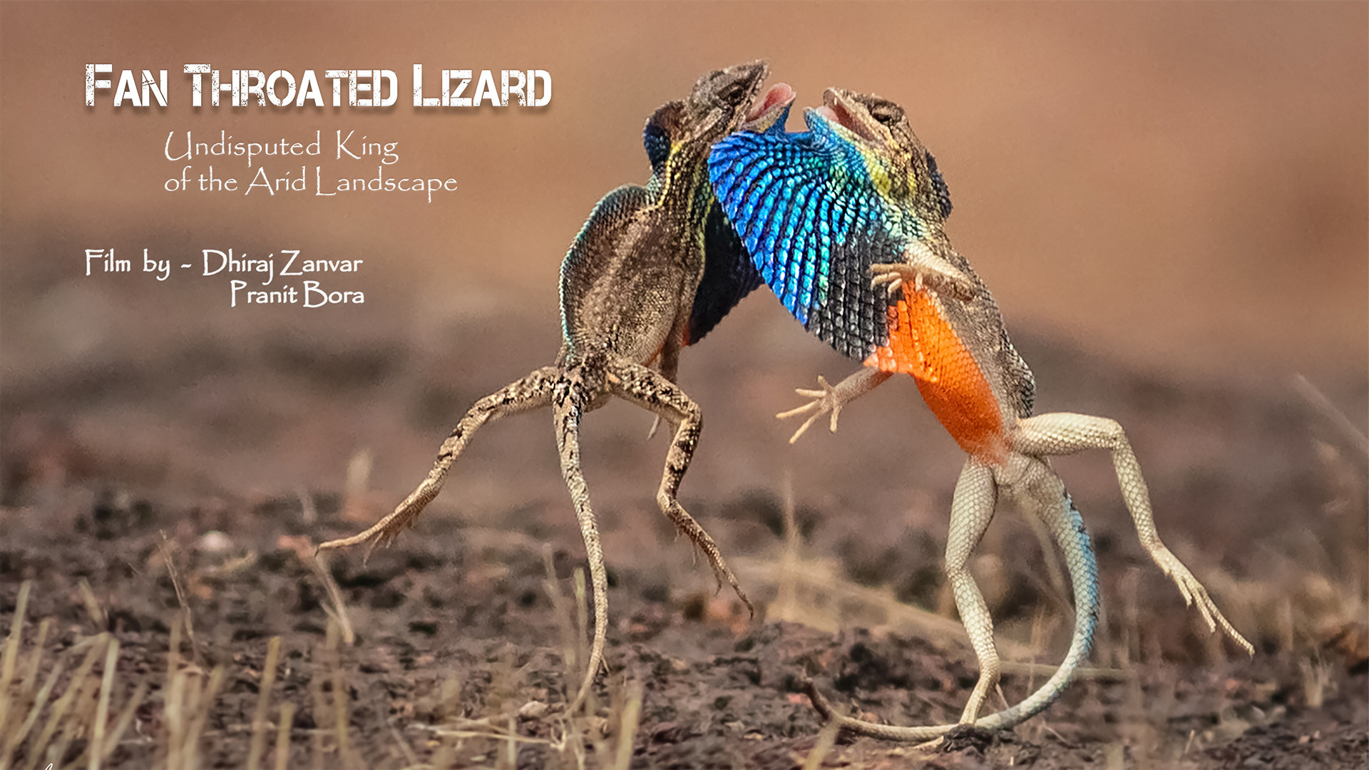 Poster for nif film awards - Nature inFocus Film Awards 2020: The Winners | Nature inFocus
