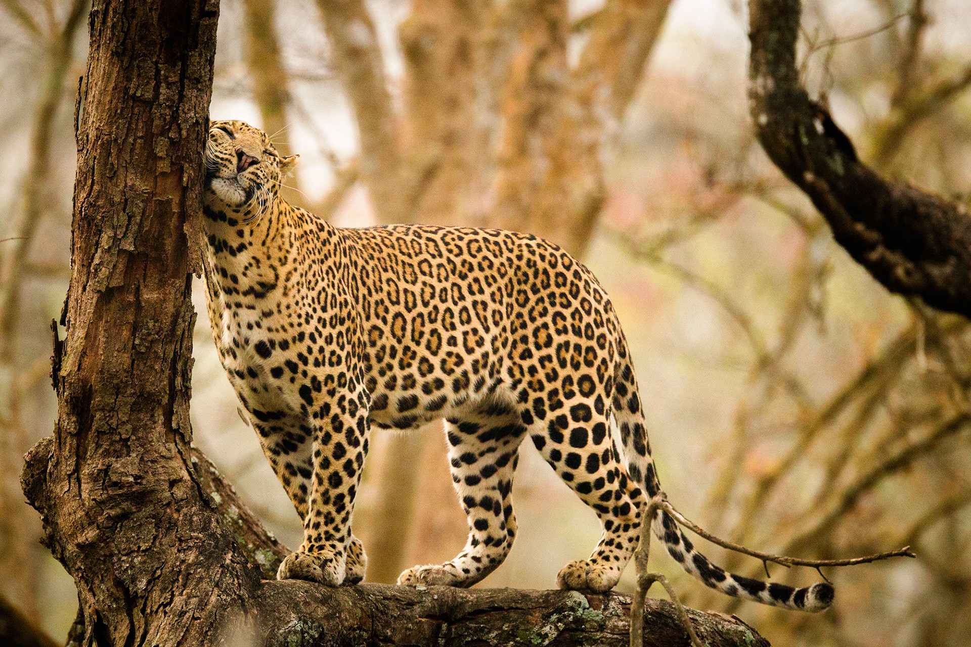 leopard safari india