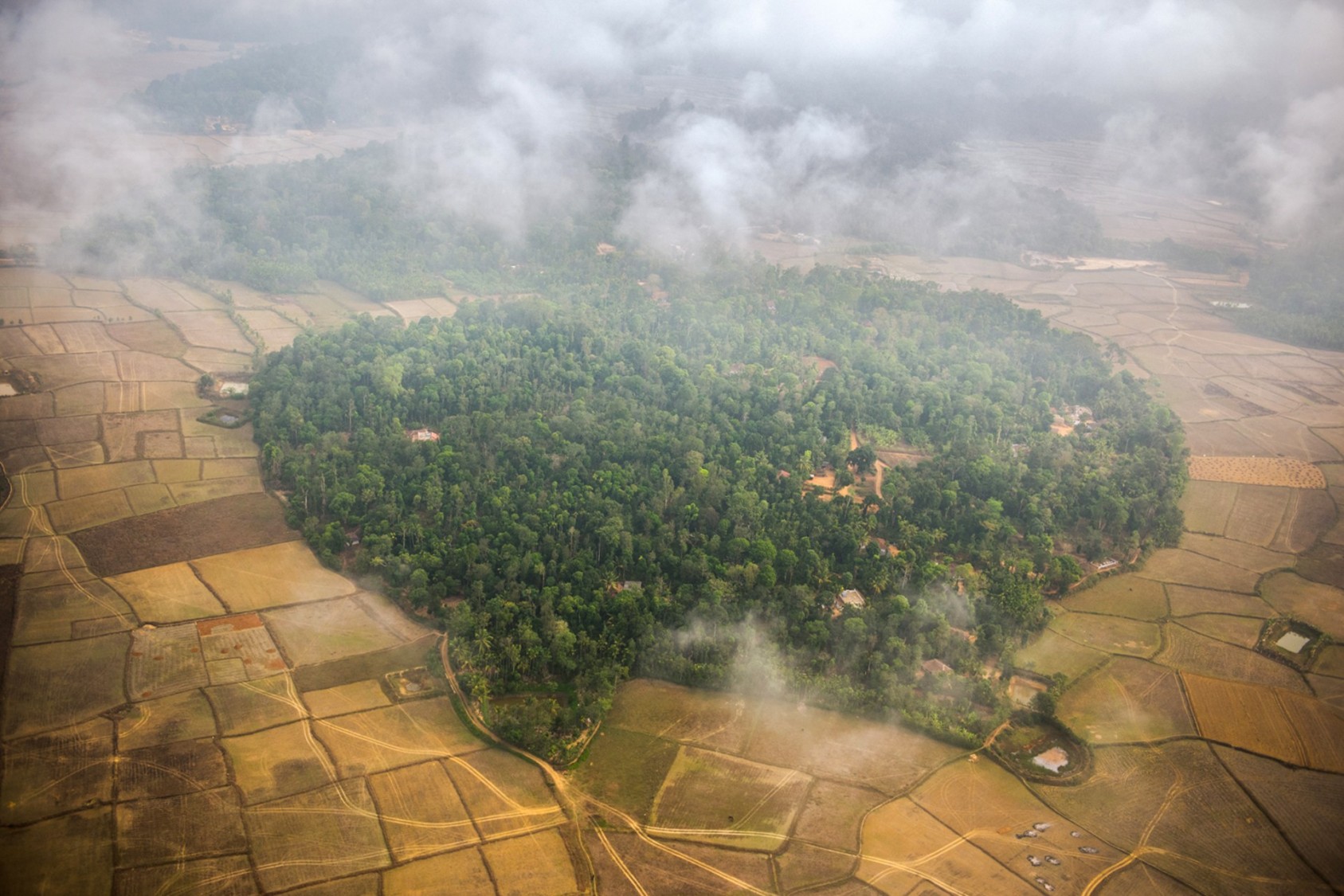 Sacred forest traditions thrive in the Kodagu district of Karnataka. Every village has at least one sacred grove, known as devakadu, in this region; some have ten or more. According to the forest department, there are well over 1,000 sacred groves here, covering an area of 2,500 hectares. The devakadus in the Kodagu region are managed and protected by local communities, even though they are recognised by state authorities. Distributed through the landscape, they represent diverse microclimatic conditions and harbour a dizzying array of biodiversity. The gods too, are equally numerous – many believe that there are at least 120 deities and unique forms of worship practiced in these groves.Photograph: Prasenjeet Yadav