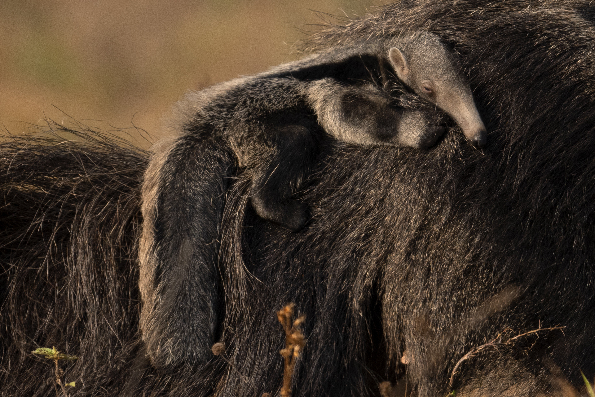 Puskar basu dsc - Nature inFocus Photography Awards 2020: The Winners | Nature inFocus