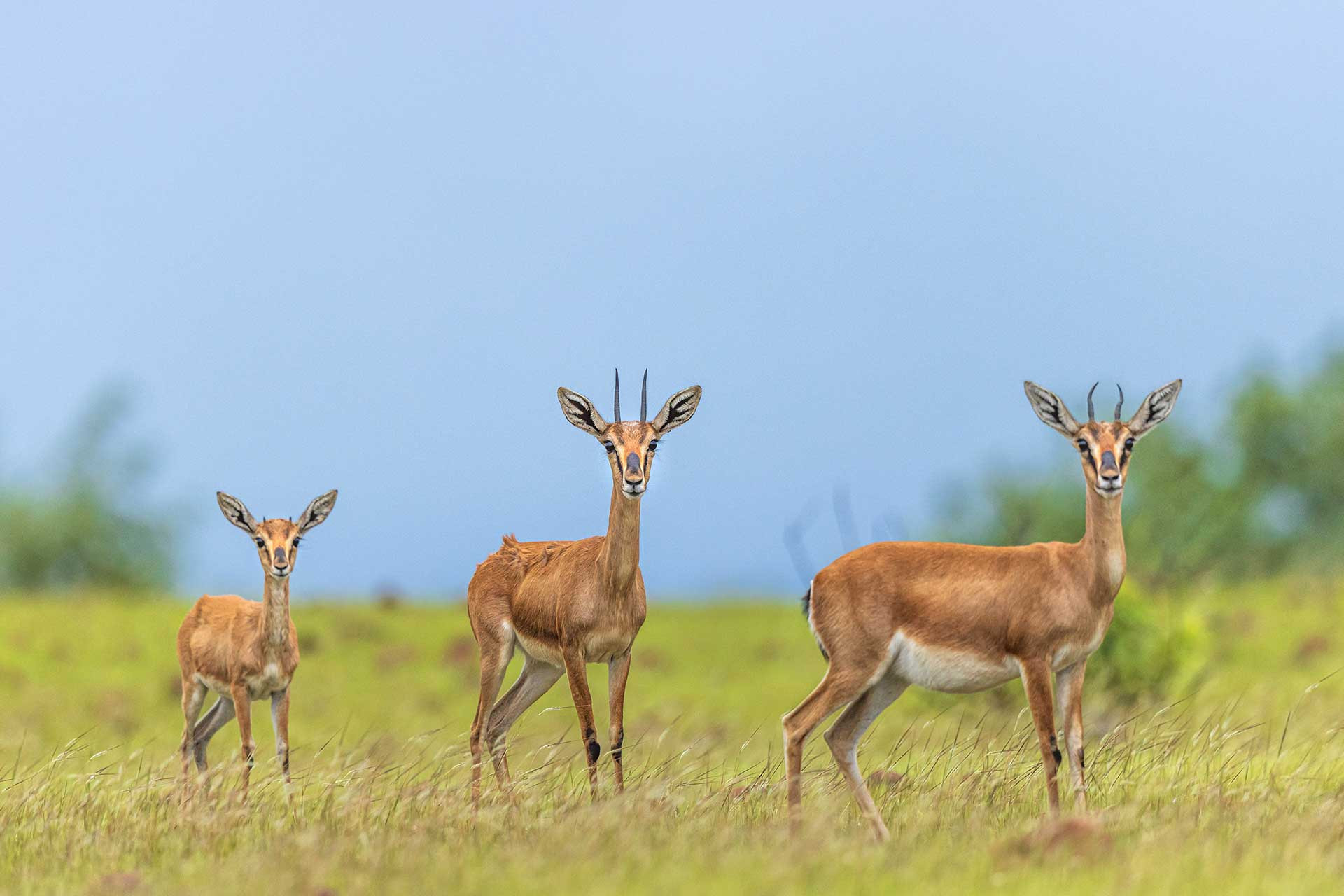 Meet The State Animals Of India Nature inFocus