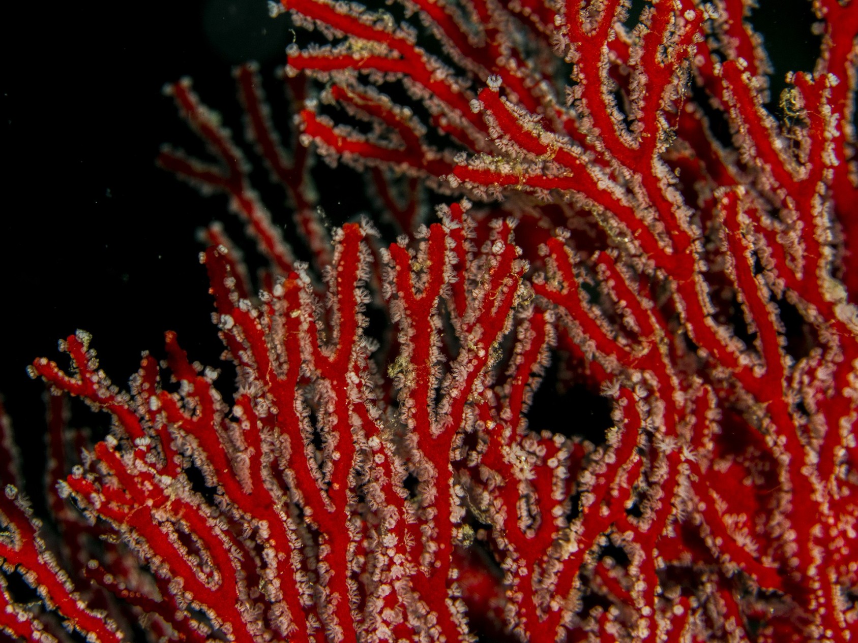 A close-up of a Red Sea Fan Coral reveals its vibrant crimson colouring with white polyps on it. These grow to about 20 inches tall and usually take a few hundred years to grow. But their beauty does them no good, as they are widely harvested to be made into jewellery or art objects.