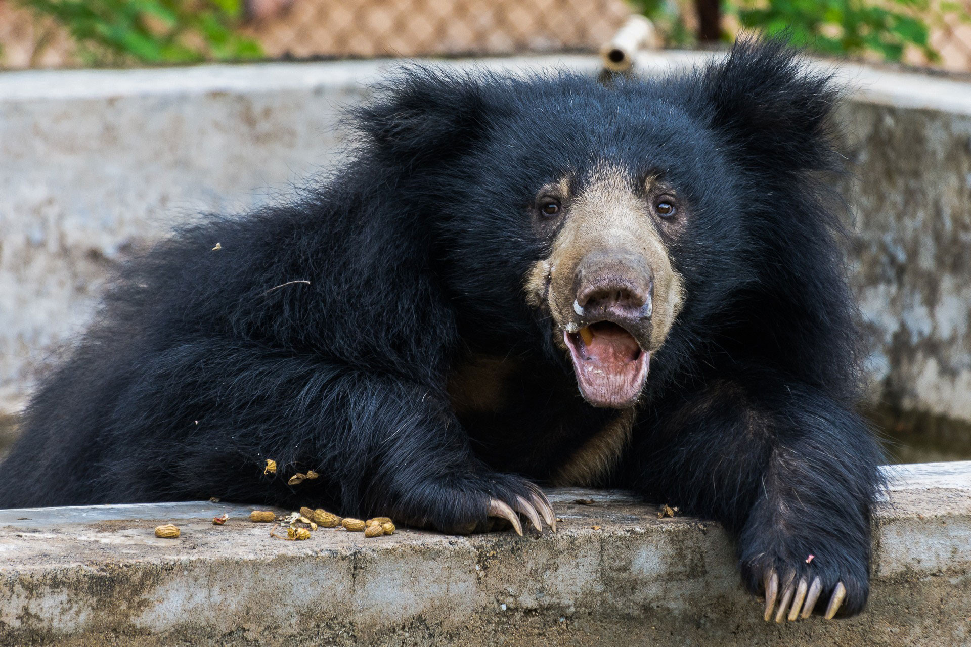 10 Things You Need To Know About Sloth Bears Nature inFocus