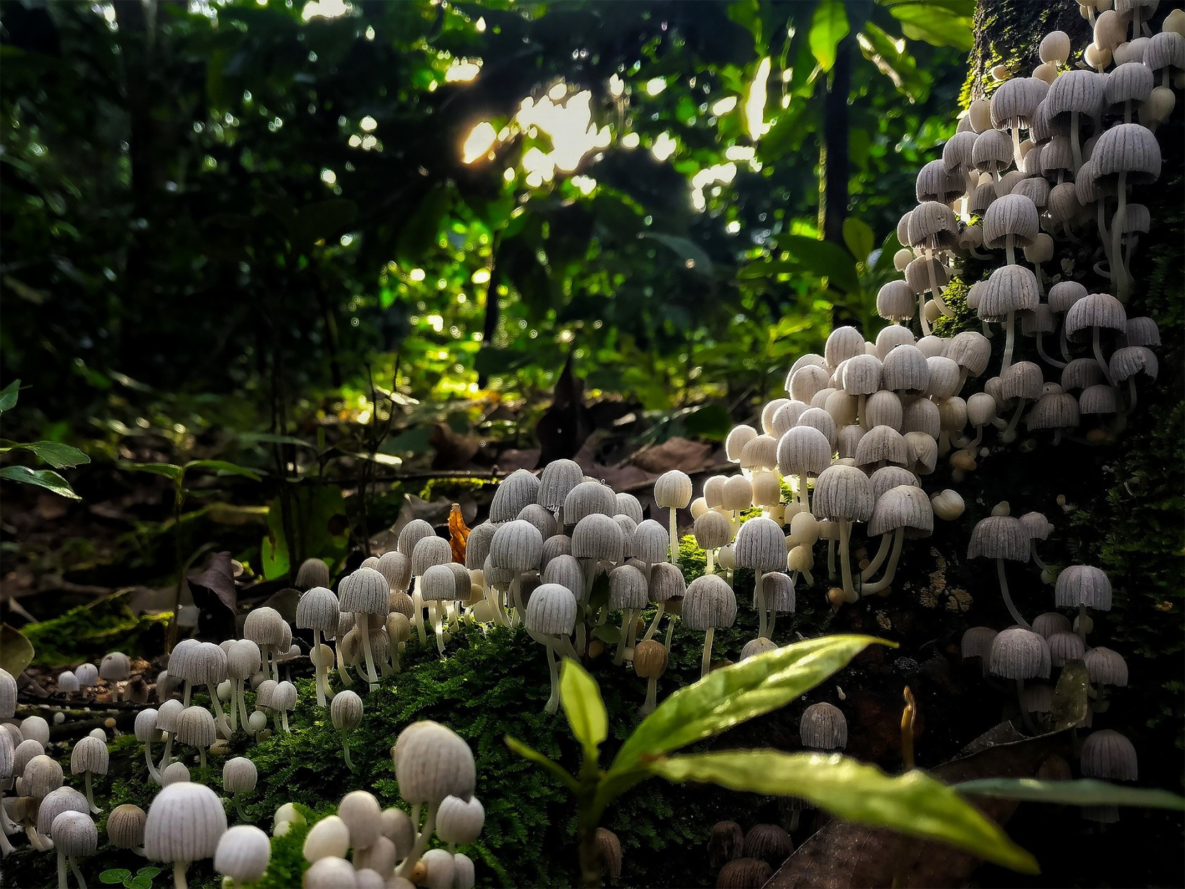Trooping Crumble Cap Fungi (Coprinellus disseminatus) adds beauty to this frame.Anamalai Tiger ReservePhotograph: Rohit Kalingarayar