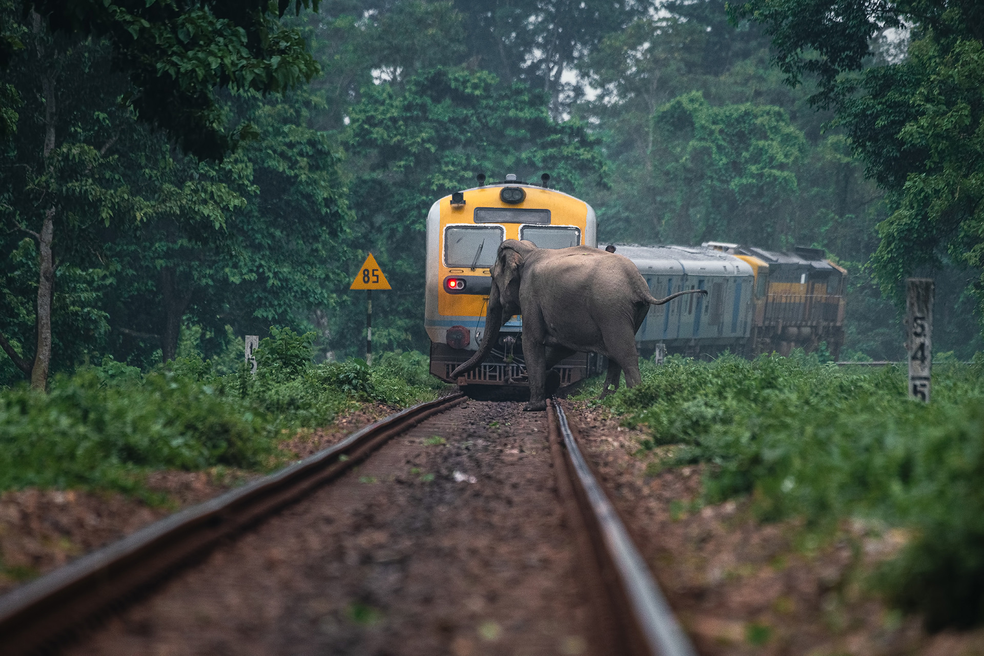How Can You Help Elephants From Colliding With Trains? Nature inFocus