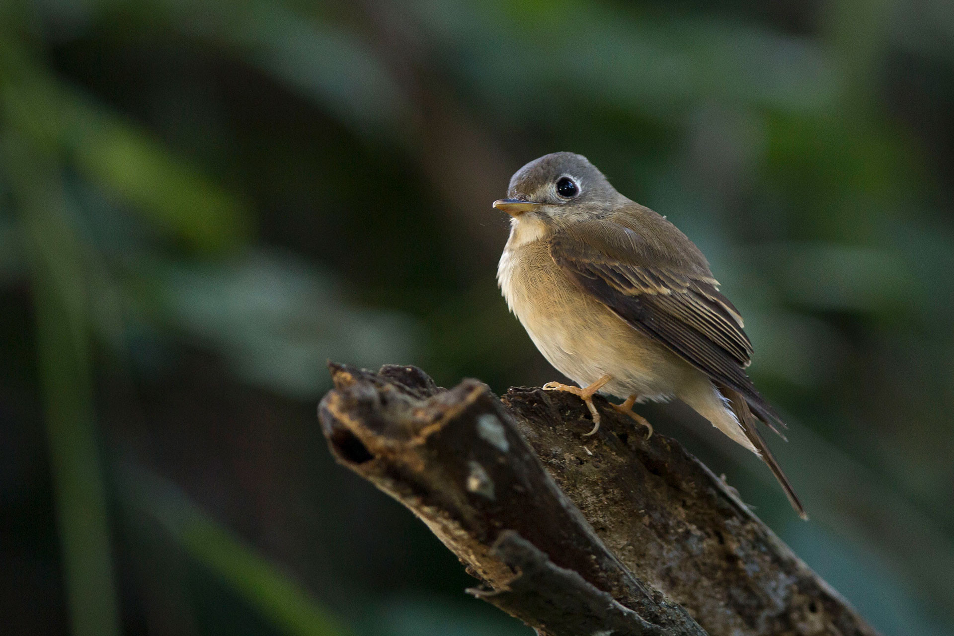 The Winged Visitors Of Pondicherry | Nature inFocus The Winged Visitors Of Pondicherry | Nature inFocus