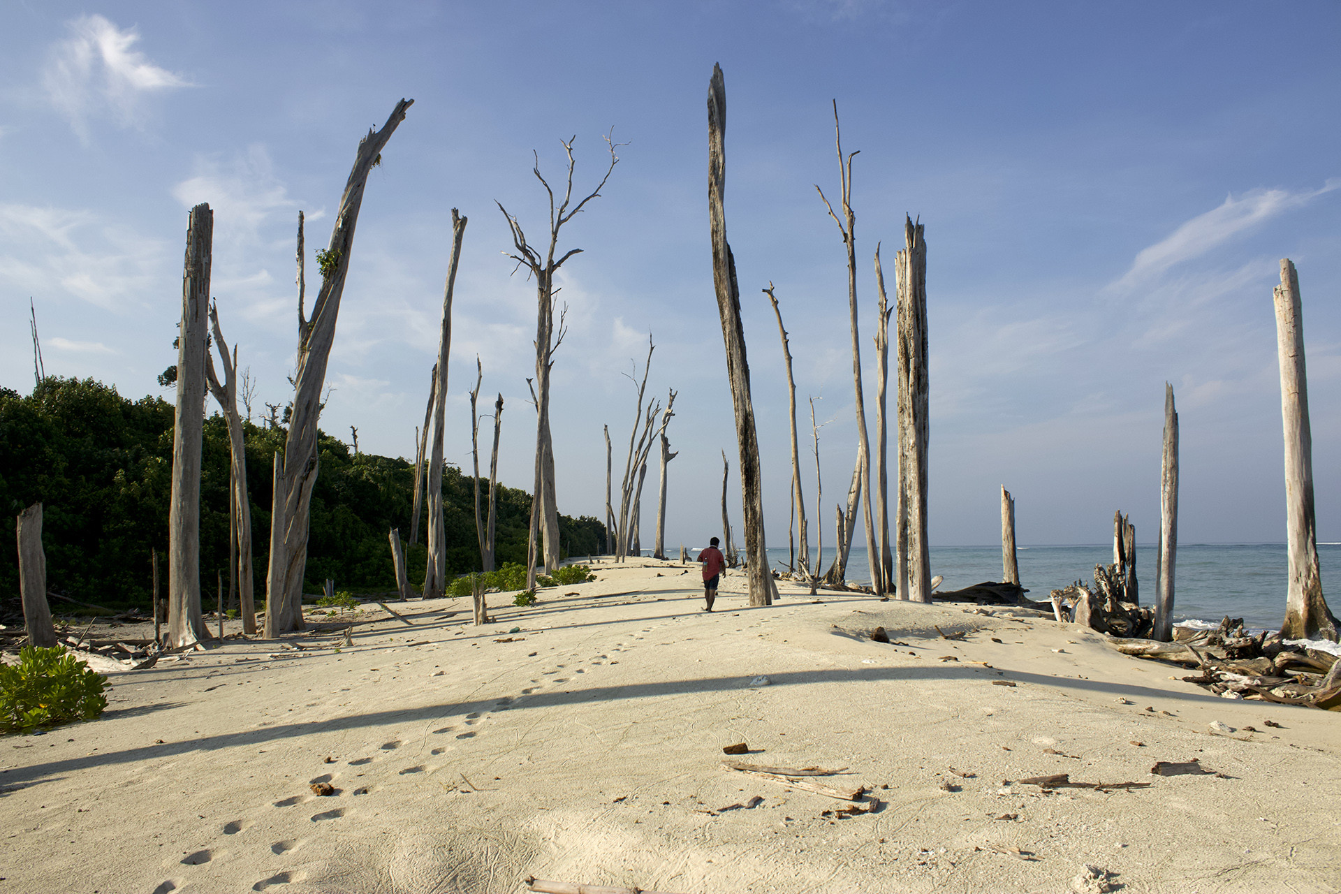 Sea mahua - What Does The Climate Crisis Mean For The Andaman Islands? | Nature inFocus