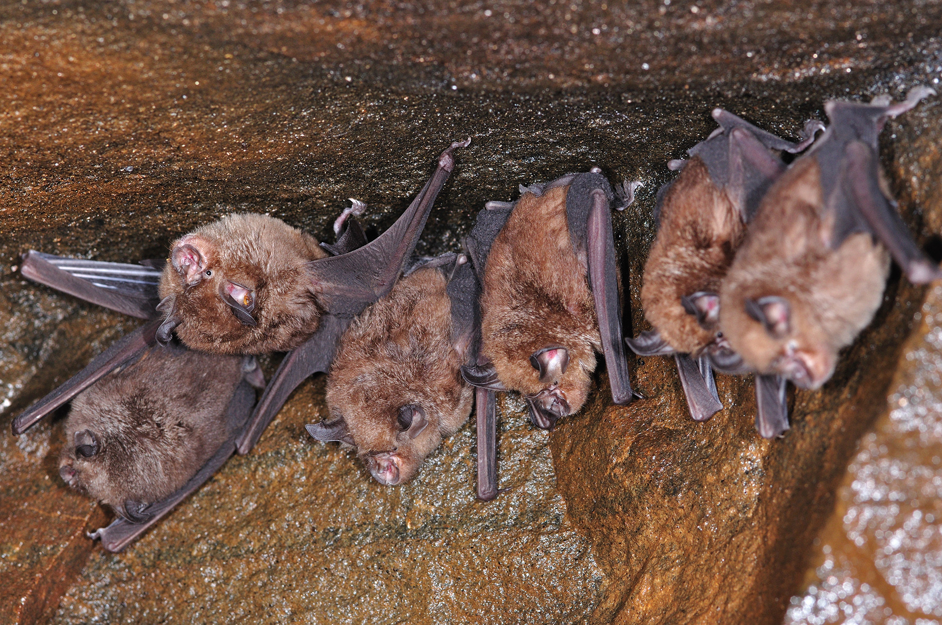 All You Need To Know About Bats