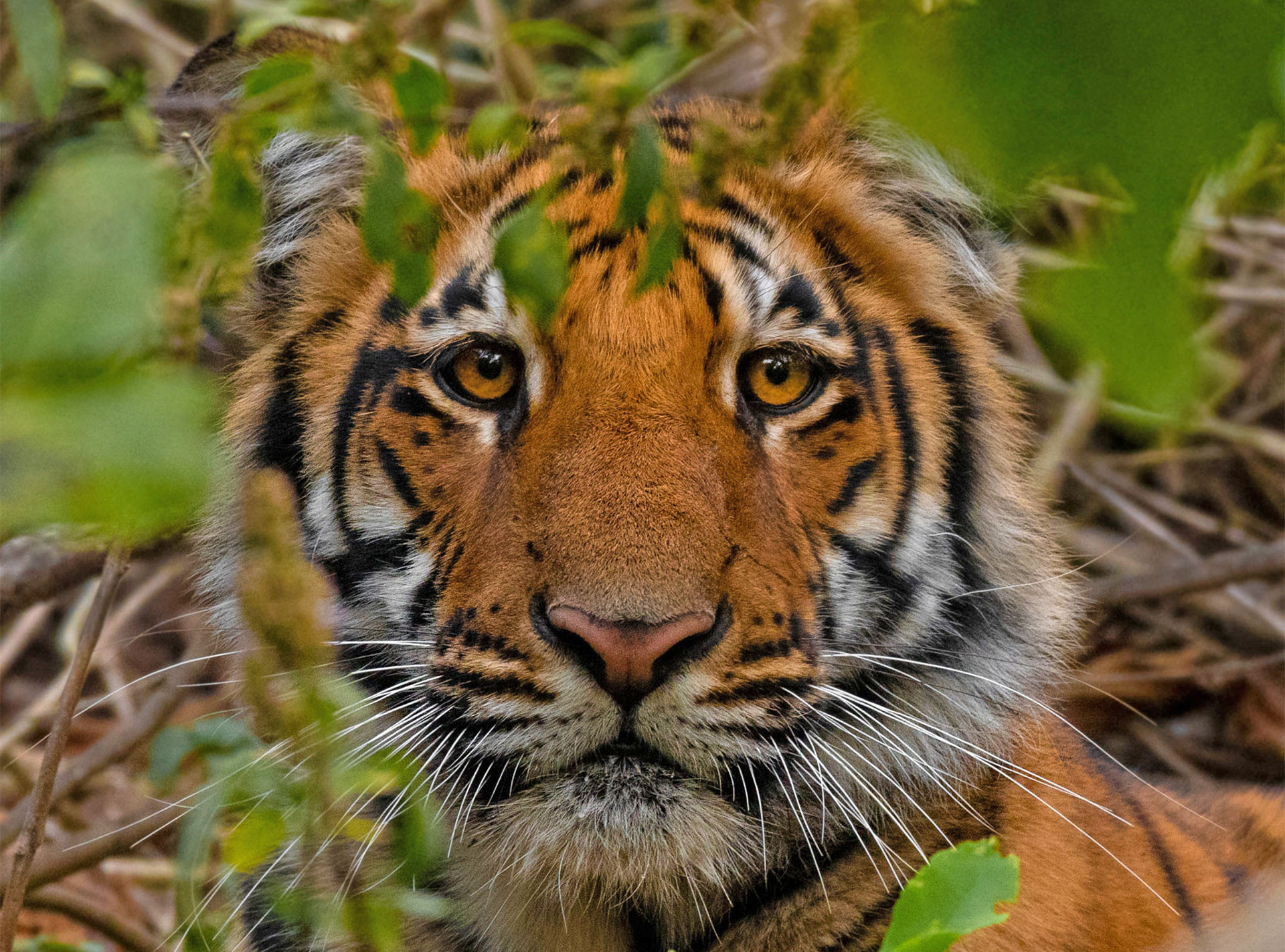 10 Things You Need To Know About Bengal Tigers | Nature inFocus