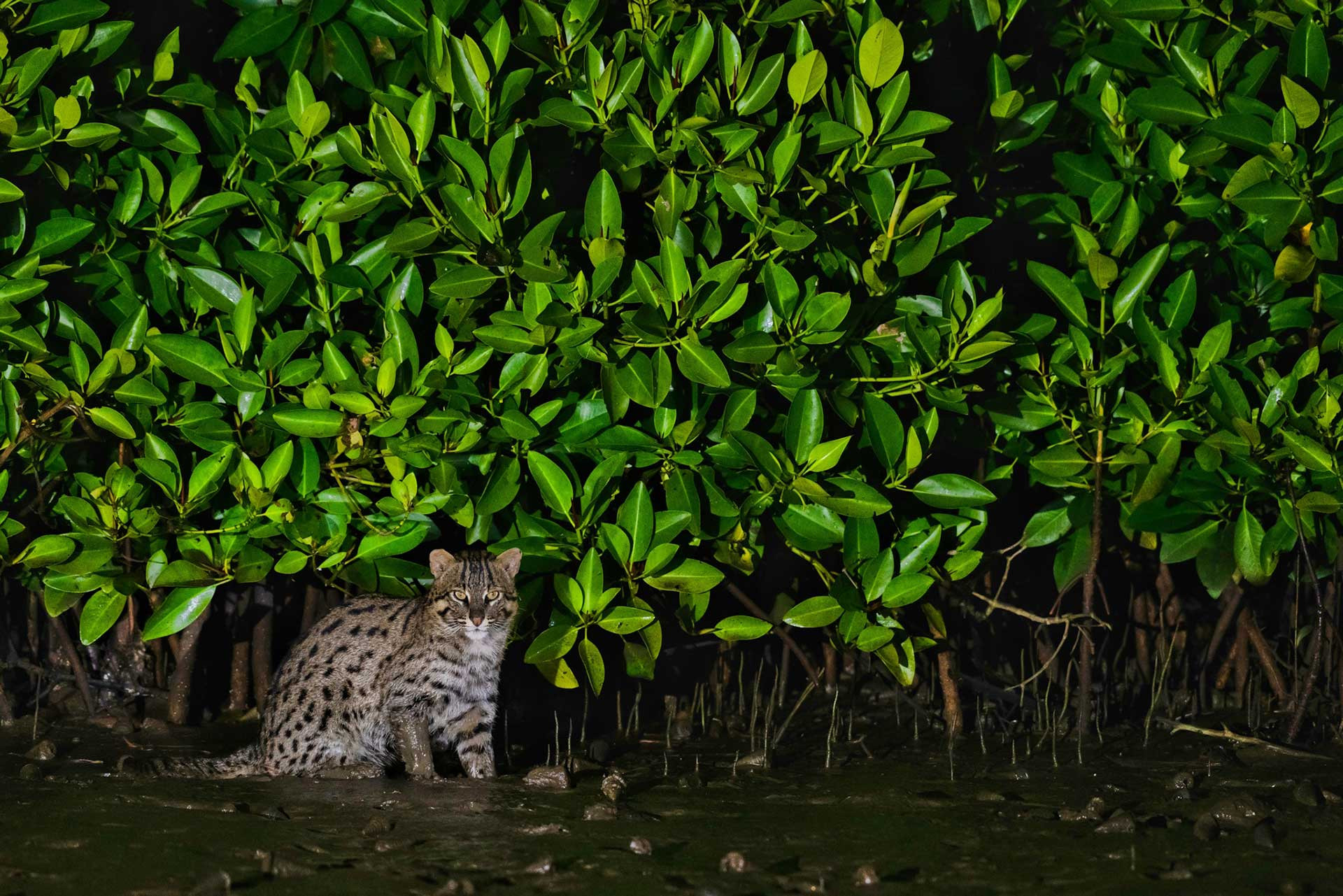 The Fishing Cat Guide Nature inFocus