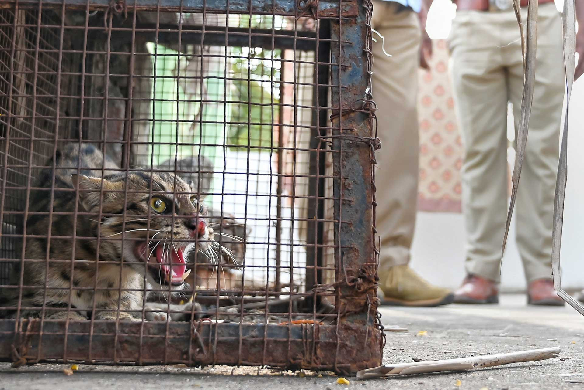 The Fishing Cat Guide Nature inFocus