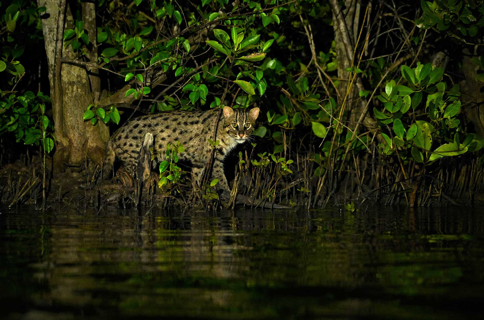 The Fishing Cat Guide Nature inFocus