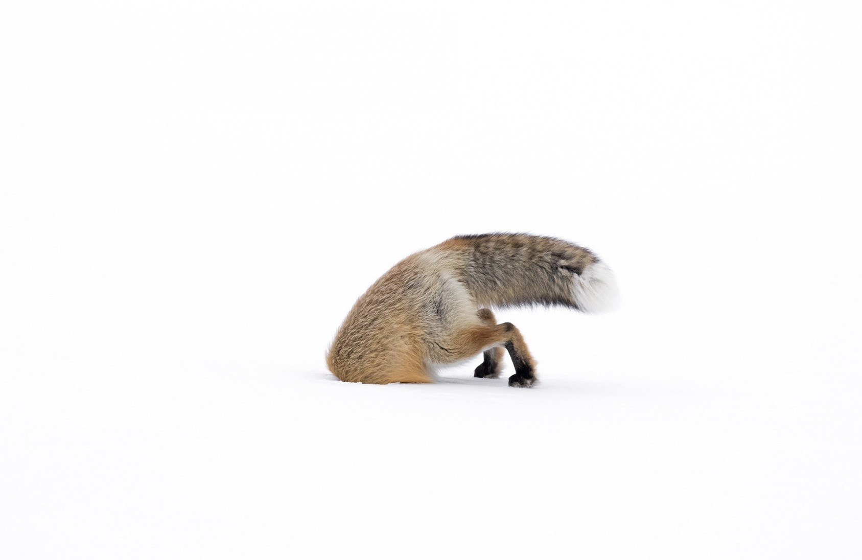 Stuck in Ashleigh Scully, USA Winner 2017, 11-14 years old Canon EOS 7D Mark II + 500mm f4 Mark II lens; 1/640 sec at f5.6 (+1.7 e/v); ISO 1000. Deep snow had blanketed the Lamar Valley in Yellowstone National Park, and the day was cold and overcast. This female American red fox was hunting beside the road, stepping quietly across the crusty surface of the snow. Every so often she would stop, stare, tilt her head from side to side and listen intently for the movement of prey – most likely a vole – beneath the snow. Ashleigh was also poised, her camera lens resting on a beanbag out of the back window of the car. Just as the fox came parallel with the car, she stopped, listened, crouched and then leapt high in the air, punching down through the snow, forefeet and nose first and legs upended. She remained bottom-up for about 10 seconds, waving her tail slightly back and forth before using her back legs to pull out of the hole. Ashleigh, who has been photographing foxes for many years, though mostly near her home, captured the whole sequence. ‘It was funny to see but also humbling to observe how hard the fox had to work to find a meal. I really wanted her to be successful.’ Unfortunately, she wasn’t. But then the image, says Ashleigh, ‘illustrates the harsh reality of winter life in Yellowstone’. 