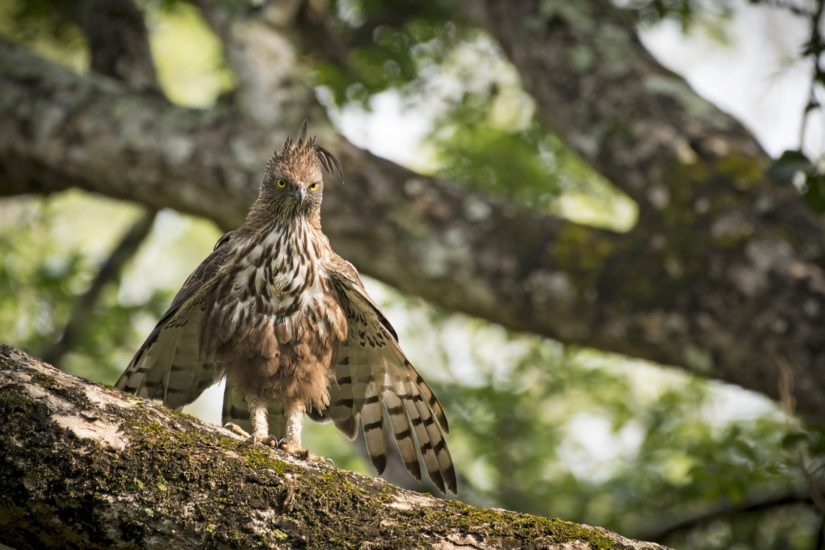 A Crested Hawk-eagle readies itself for flight, eyes fixed on the horizon, crest tossed to one side. Self-styling for the win.Photograph: Suchi Govindarajan