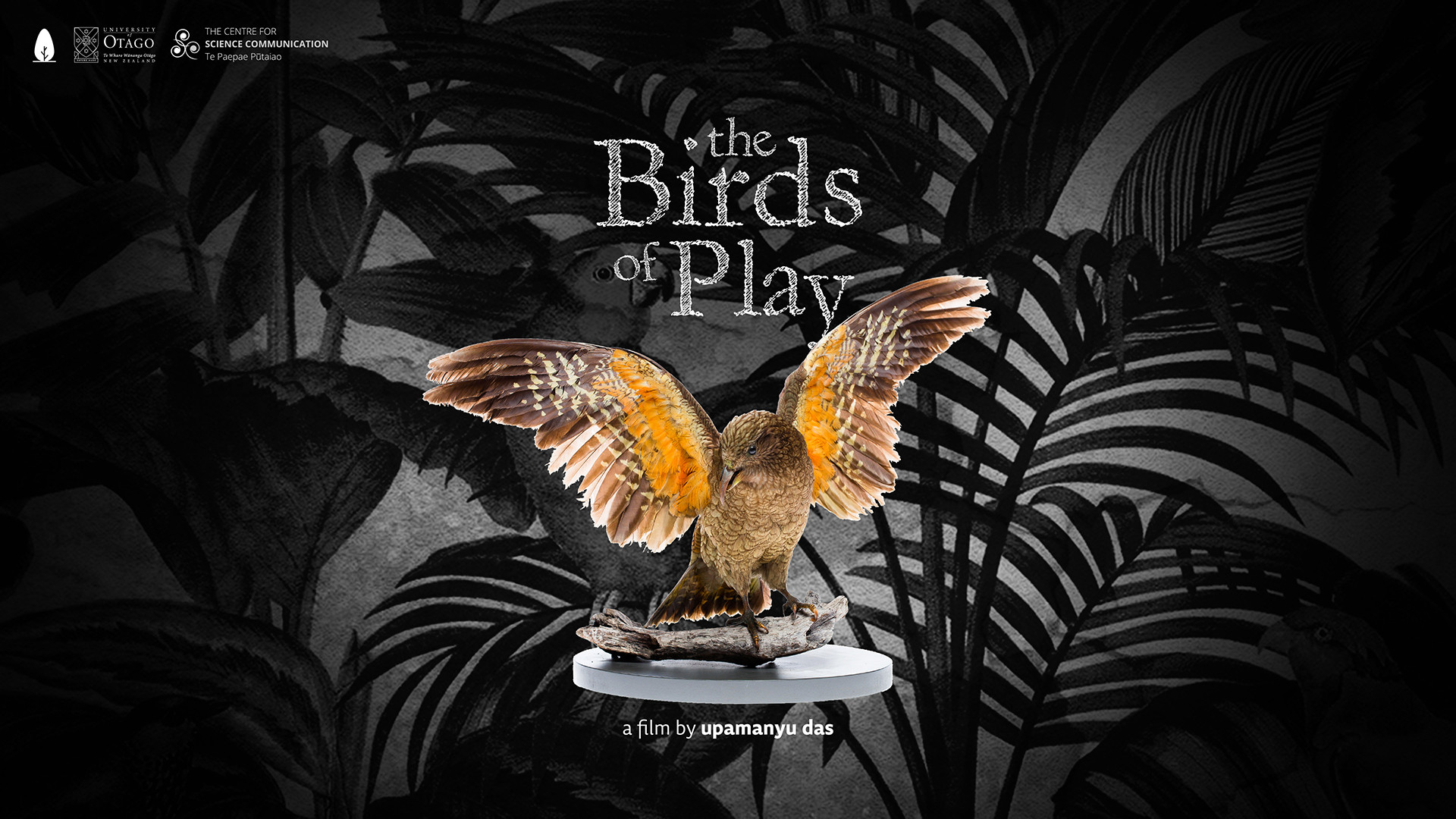 The birds of play poster landscape - Nature inFocus Film Awards 2020: The Winners | Nature inFocus