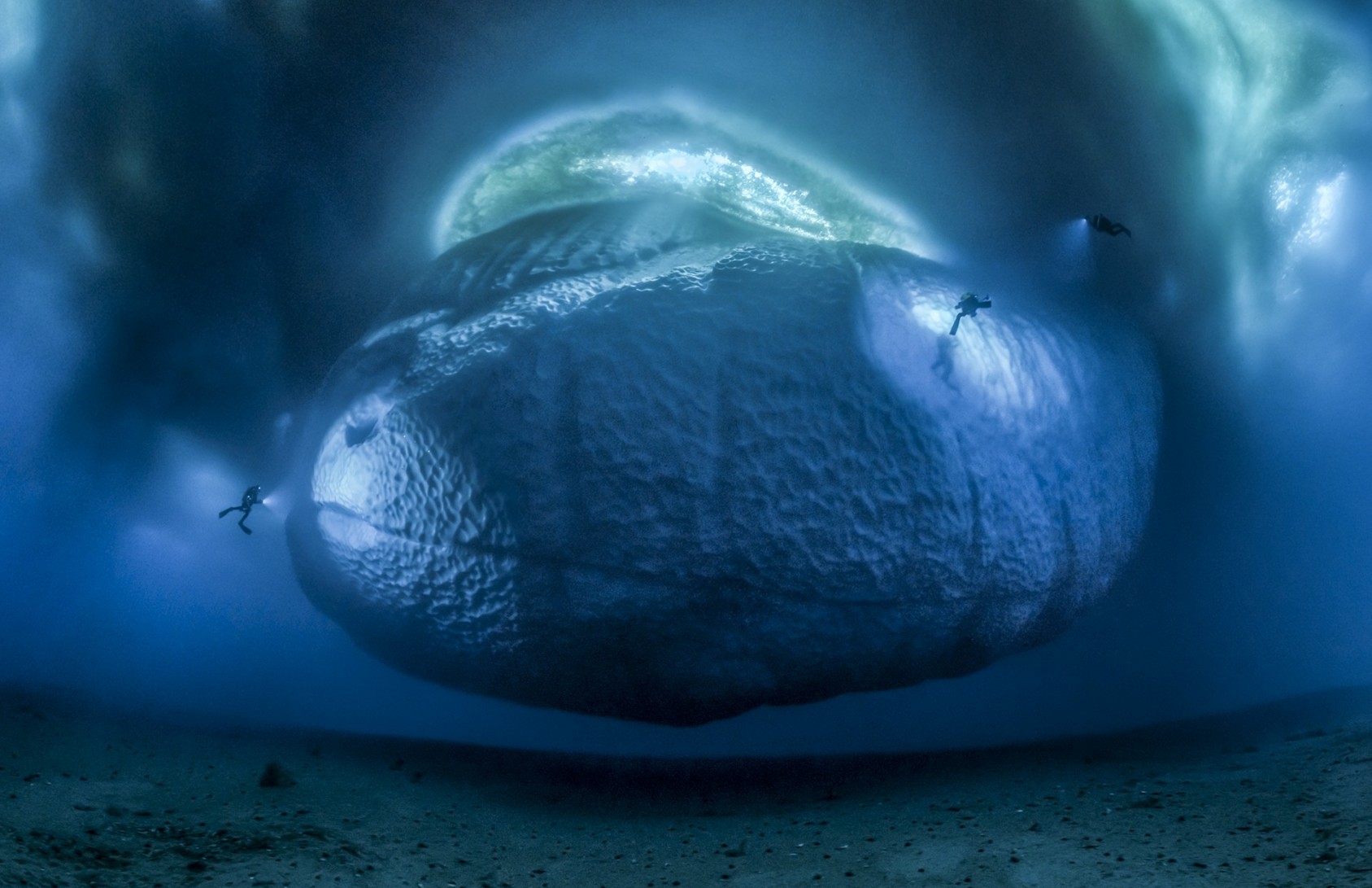 The ice monster Laurent Ballesta, France Winner 2017, Earth’s Environments Nikon D4S + 13mm f2.8 lens; 1/30 to 1/60 sec at f6.3 – 147 stitched images; ISO 3200; Seacam housing; flashlights. Laurent and his expedition team had been silenced by the magnitude of the ice blocks – mountainous pieces of the ice shelf – awed in the knowledge that only 10 per cent of their volume is ever visible above the surface. The dive team were working out of the French Dumont d’Urville scientific base in east Antarctica, recording with film and photography the impact of global warming. Ice shelves in some parts of the East Antarctic Ice Sheet are melting faster than scientists had previously assumed, threatening a movement of land ice into the sea and raising sea levels dramatically. When Laurent spotted this relatively small iceberg, he saw the chance to realize a long-held ambition – to show for the first time the underwater part. The berg was stuck in the ice field – hovering like a frozen planet – unable to flip over and so safe to explore. But it took three days, in virtually freezing water, to check out the location, install a grid of lines from the seabed to buoys (so that Laurent could maintain a definite distance from it) and then take the series of pictures – a substantial number, with a very wide-angle lens – to capture the entire scene. ‘None of us could see the whole thing under water. Close-to, it was overflowing from our view. From a distance, it disappeared into the fog.’ So, back at the station, it was a tense wait at the computer, while the result of 147 stitched images came together on screen. The front of the vast foot of the frozen monster, polished by the current probably over years, shone turquoise and blue in the light penetrating the ice ceiling, dwarfing Laurent’s companions as they lit its sides. 