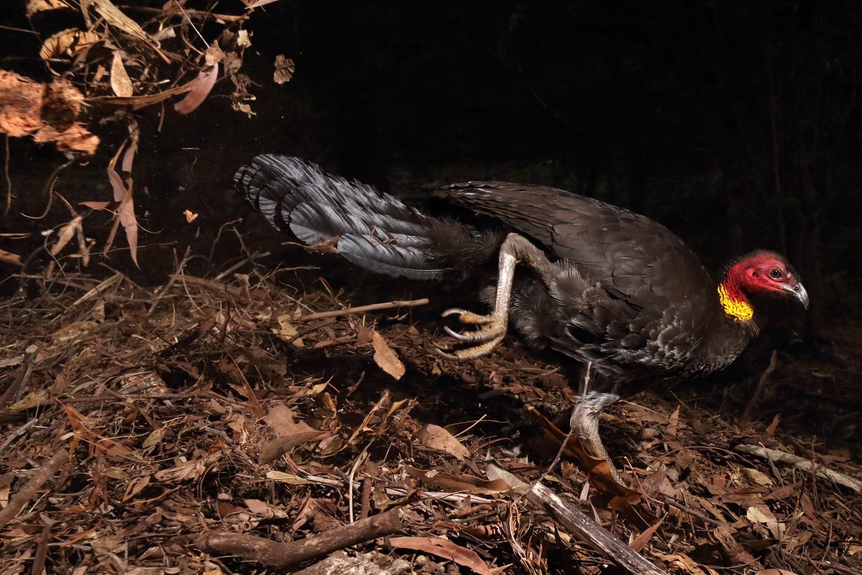 The incubator bird Gerry Pearce, UK/Australia Winner 2017, Behaviour: Birds Canon 7D Mark II + 18–200mm f3.5 lens; 1/1000 sec at f9; ISO 1600; two Yongnuo Speedlite flashes + wireless trigger. Most birds incubate their eggs with their bodies. Not so the Australian brush turkey, one of a handful of birds – the megapodes – that do it with an oven. Only the males oversee incubation. In this case, a male had chosen to create his nest?mound near Gerry’s home in Sydney, bordering Garigal National Park. It took a month to build, out of leaves, soil and other debris, at which point it was more than a metre high – mounds used year after year can be more than 4 metres (13 feet) wide and 2 metres (6 feet 7 inches) high. The brush turkey then invited a succession of females to mate with him. If he and his mound were to their liking, they would lay a clutch of eggs in the mound. Always there was a chance that the eggs had been fertilized by a male she had visited previously, and that in a kind of nest?relay, some of his own babies would hatch in another male’s mound. As the organic matter in the mound decayed, heat was generated, and to check that the incubation temperature was the necessary 33°C (92°F), the brush turkey regularly stuck his head in and, using heat sensors in his upper bill, checked a mouthful. In this picture, he is piling on more insulation to raise the temperature. If it gets too hot, he will rake it off. Gerry spent four months watching the male and his mound, every day from dawn. After seven weeks, and despite egg raids by a large lace monitor (lizard), at least a quarter of the 20 or so eggs hatched. The big chicks were strong enough to kick (not peck) their way out of their shells and up through the compost heap. Fully independent, they left home straight away to start life on their own in the bush. 