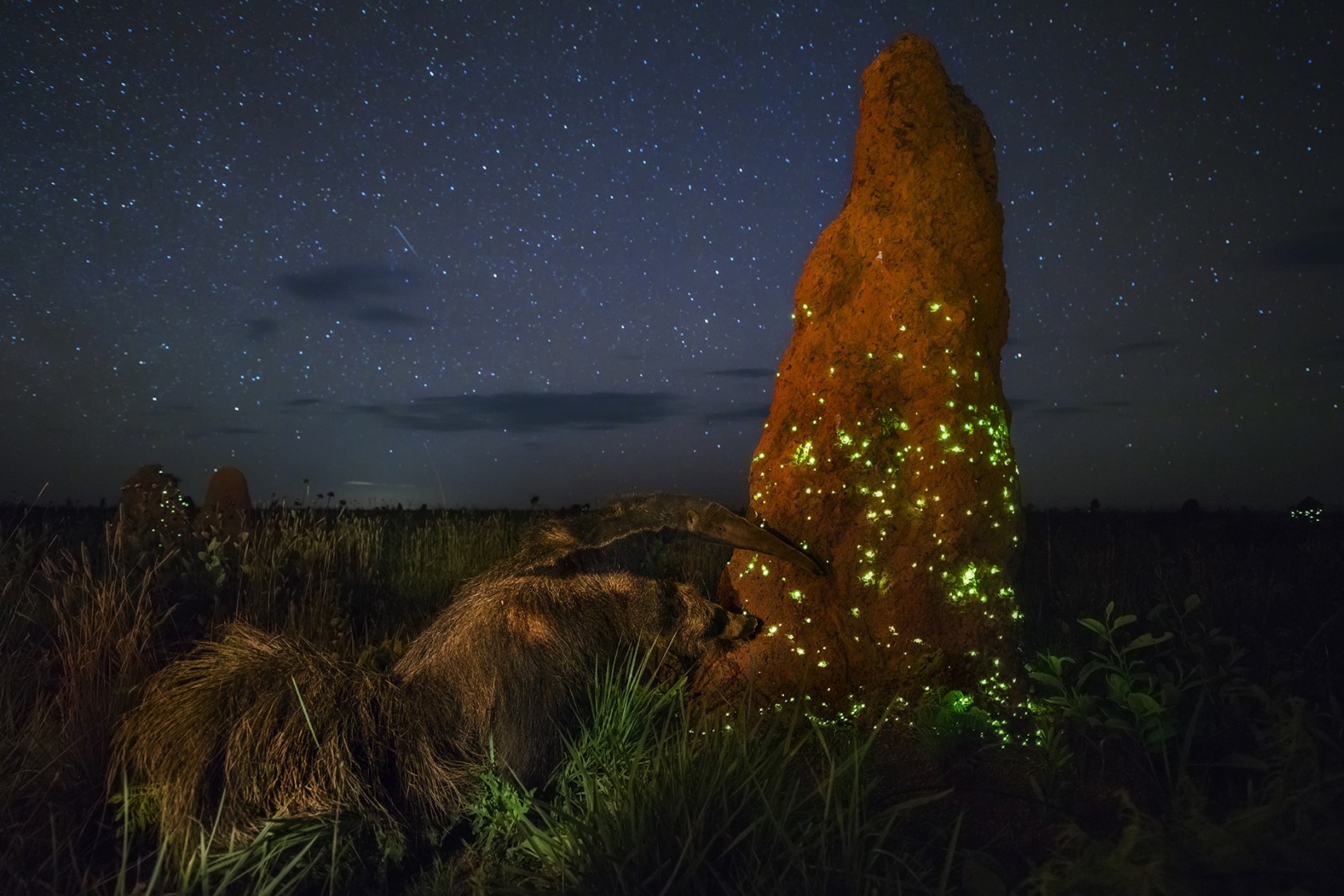 The night raider Marcio Cabral, Brazil Winner 2017, Animals in Their Environment Canon EOS 5DS R + Nikon 14–24mm f3.5 lens + Fotodiox adapter + ND filter; 30 sec; ISO 5000; two Metz 32 flashes + diffuser; Manfrotto tripod. It was the start of the rainy season, but though the night was humid, there were no clouds, and under the starry sky, the termite mounds now twinkled with intense green lights. For three seasons, Marcio had camped out in Brazil’s cerrado region, on the vast treeless savannah of Emas National Park, waiting for the right conditions to capture the light display. It happens when winged termites take to the sky to mate. Click beetle larvae living in the outer layers of the termite mounds poke out and flash their bioluminescent ‘headlights’ to lure in prey – the flying termites. After days of rain, Marcio was finally able to capture the phenomenon, but he also got a surprise bonus. Out of the darkness ambled a giant anteater, oblivious of Marcio in his hide, and began to attack the tall, concrete-mud mound with its powerful claws, after the termites living deep inside. Protected from bites by its long hair and rubbery skin, the anteater extracted the termites with its exceptionally long, sticky tongue. It has limited vision but a keen sense of smell to help locate insects. Luckily, the wind was in Marcio’s favour, and the anteater stayed long enough for him to make his picture, using a wide-angle lens to include the landscape, a low flash and a long exposure to capture both the stars and the light show. 