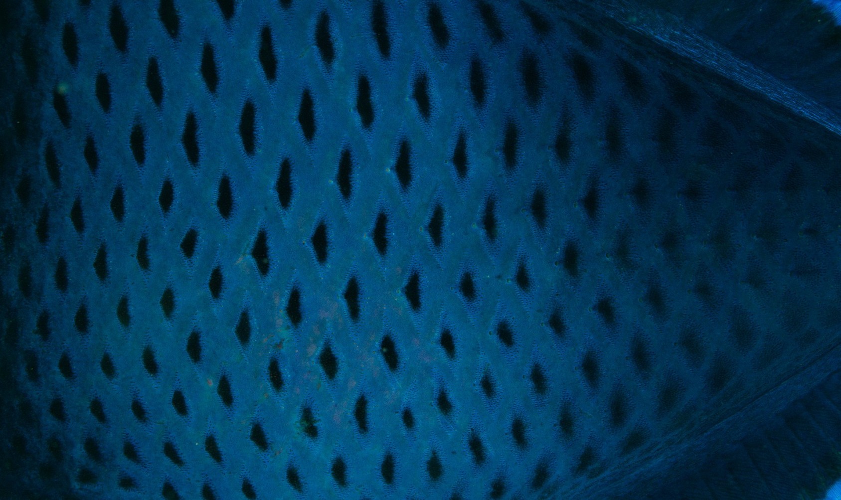 The Trigger Fish is a typical reef fish that you’re likely to see on most dives. It is often ignored – I’ve hardly ever seen a portrait of it. But just look at its skin through a macro lens and it will reveal its vibrant sheen, with spots on it that progressively increase in size.