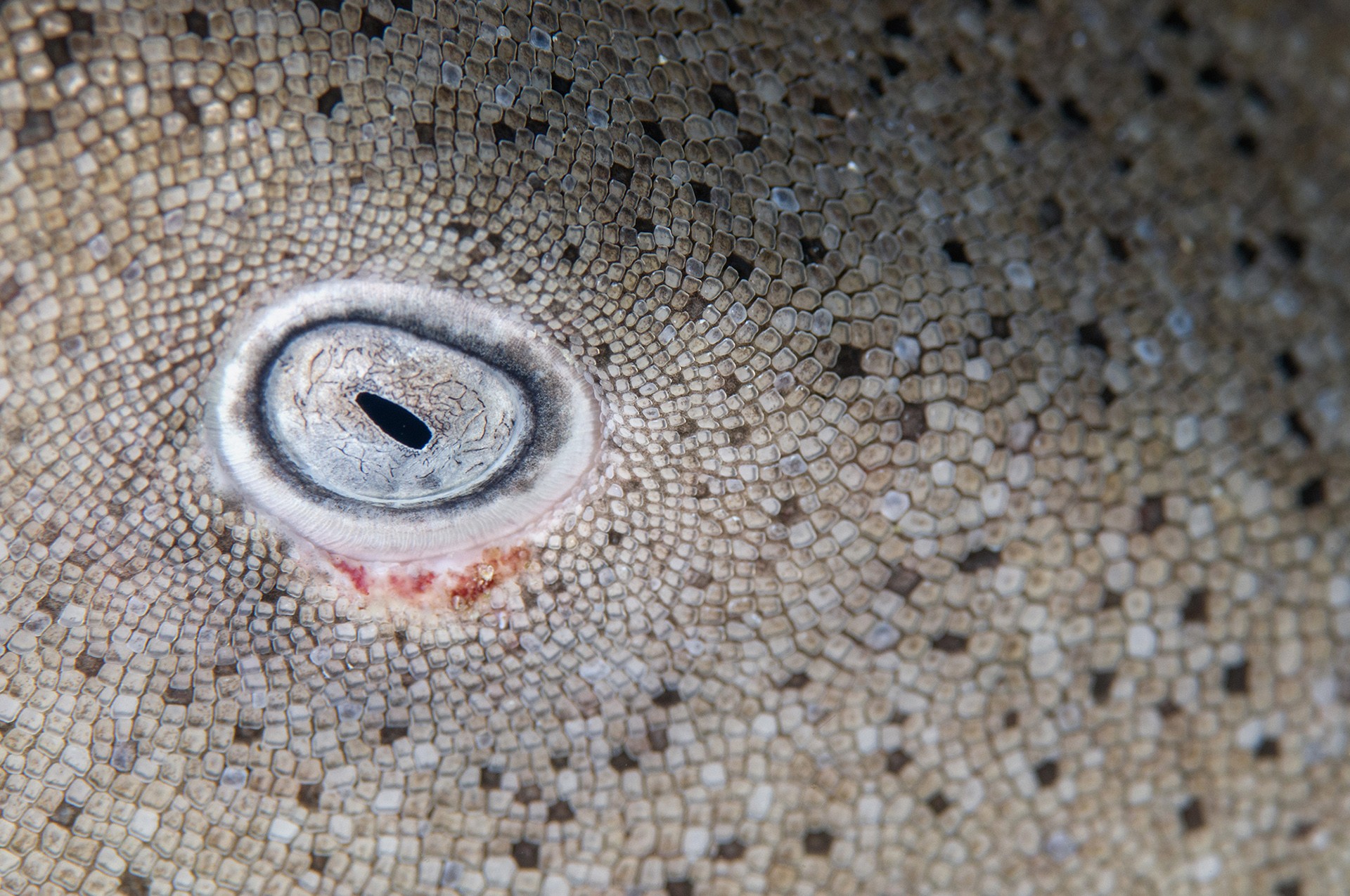 The Sharks In Our Oceans | Nature inFocus