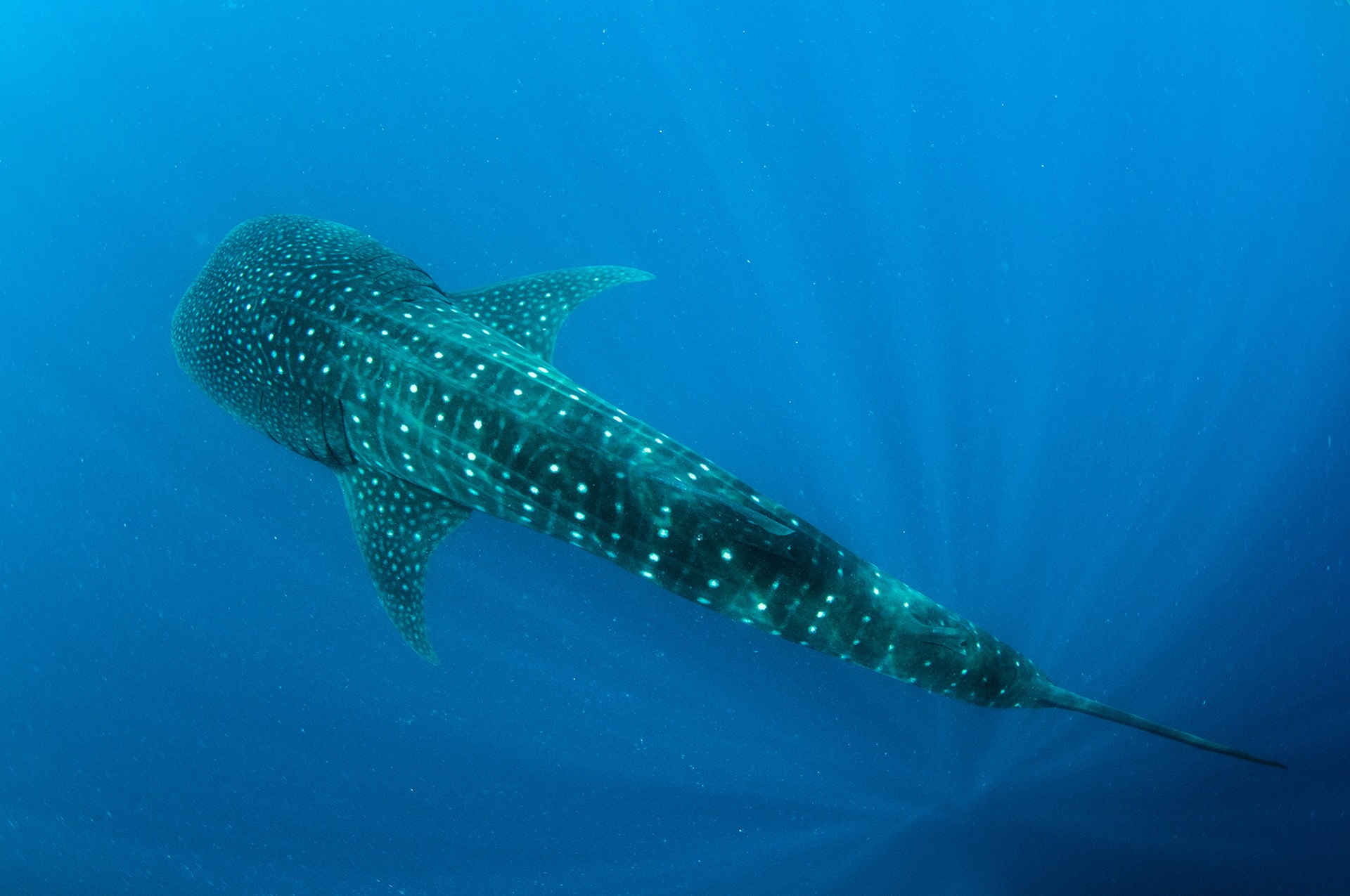 The Sharks In Our Oceans | Nature inFocus
