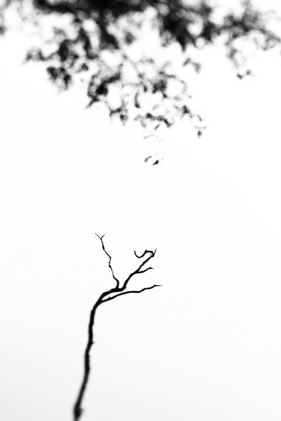 Dying trees - Learnings From The Field: Saurabh Desai | Nature inFocus