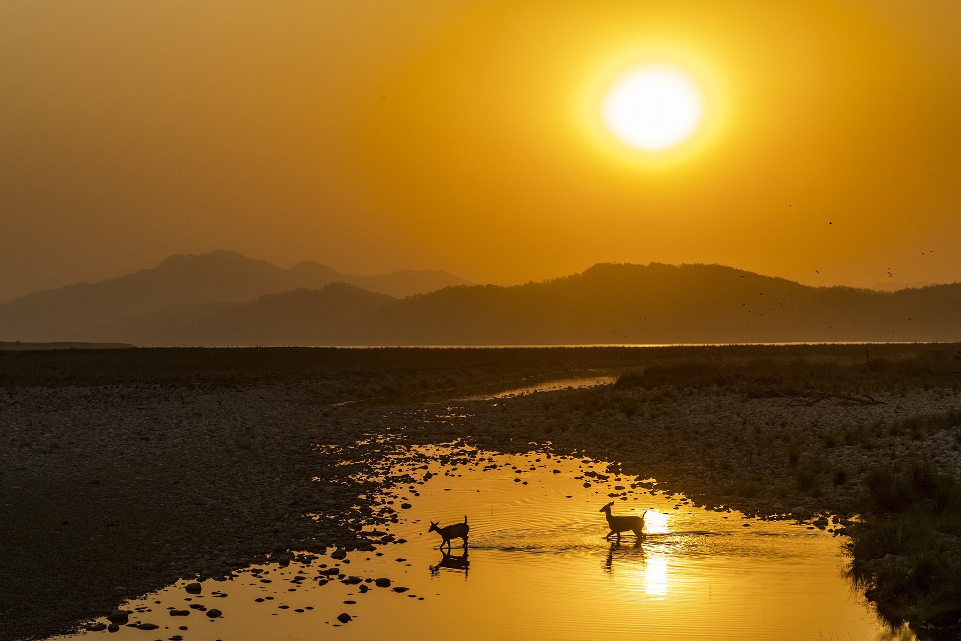 - Nature inFocus Photography Awards 2019: The Winners | Nature inFocus