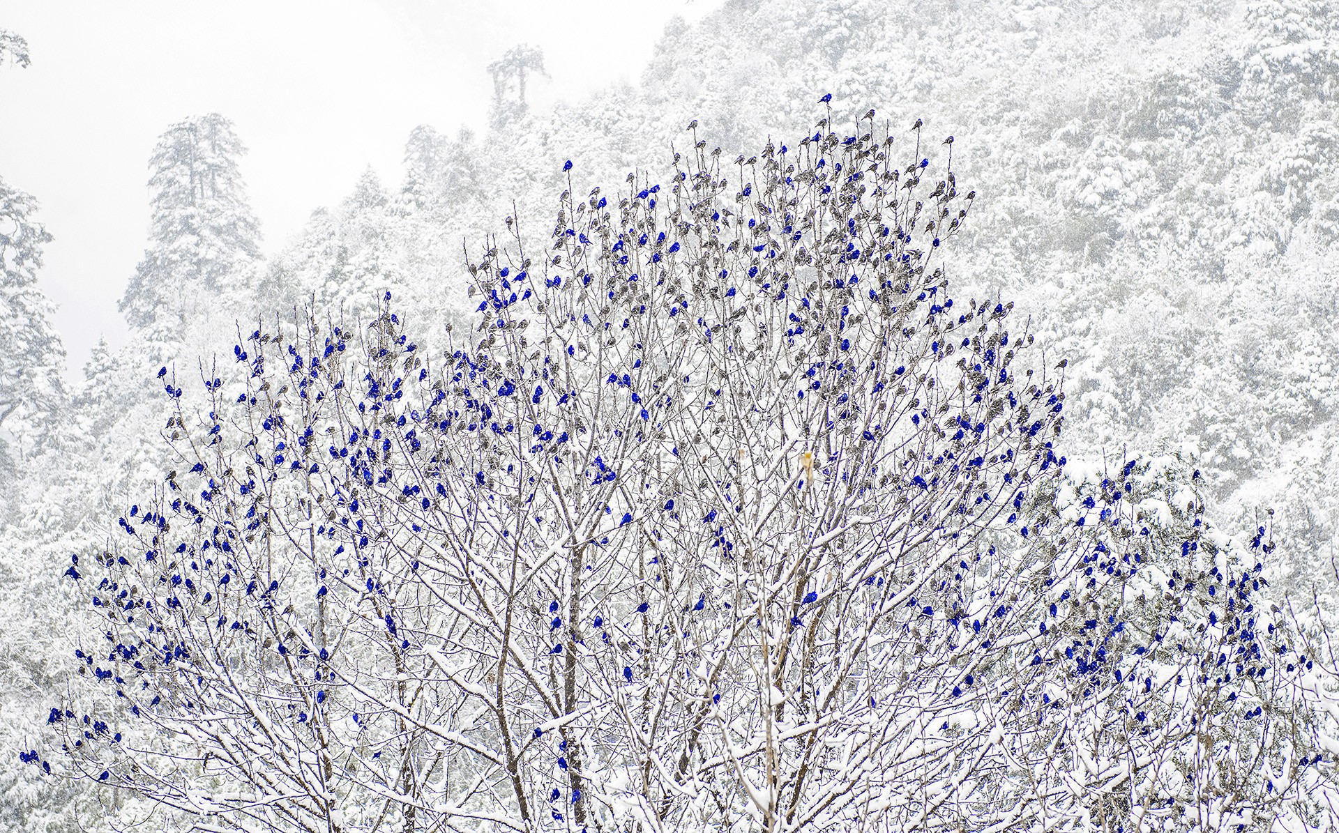 - Nature inFocus Photography Awards 2019: The Winners | Nature inFocus