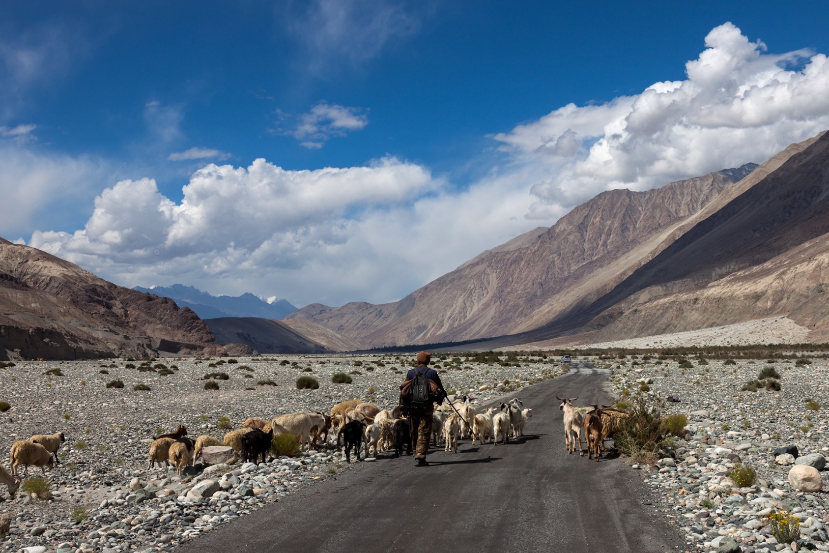 A shepherd with his herd in Shyok Valley, on the way to Pangong Tso lake. This sight appeared almost like a mirage during a long, monotonous ride through the valley. I couldn’t help but admire the courage of mountain men like him, who make a living in one of the most challenging places on earth. We exchanged a few words before resuming our journeys in opposite directions.