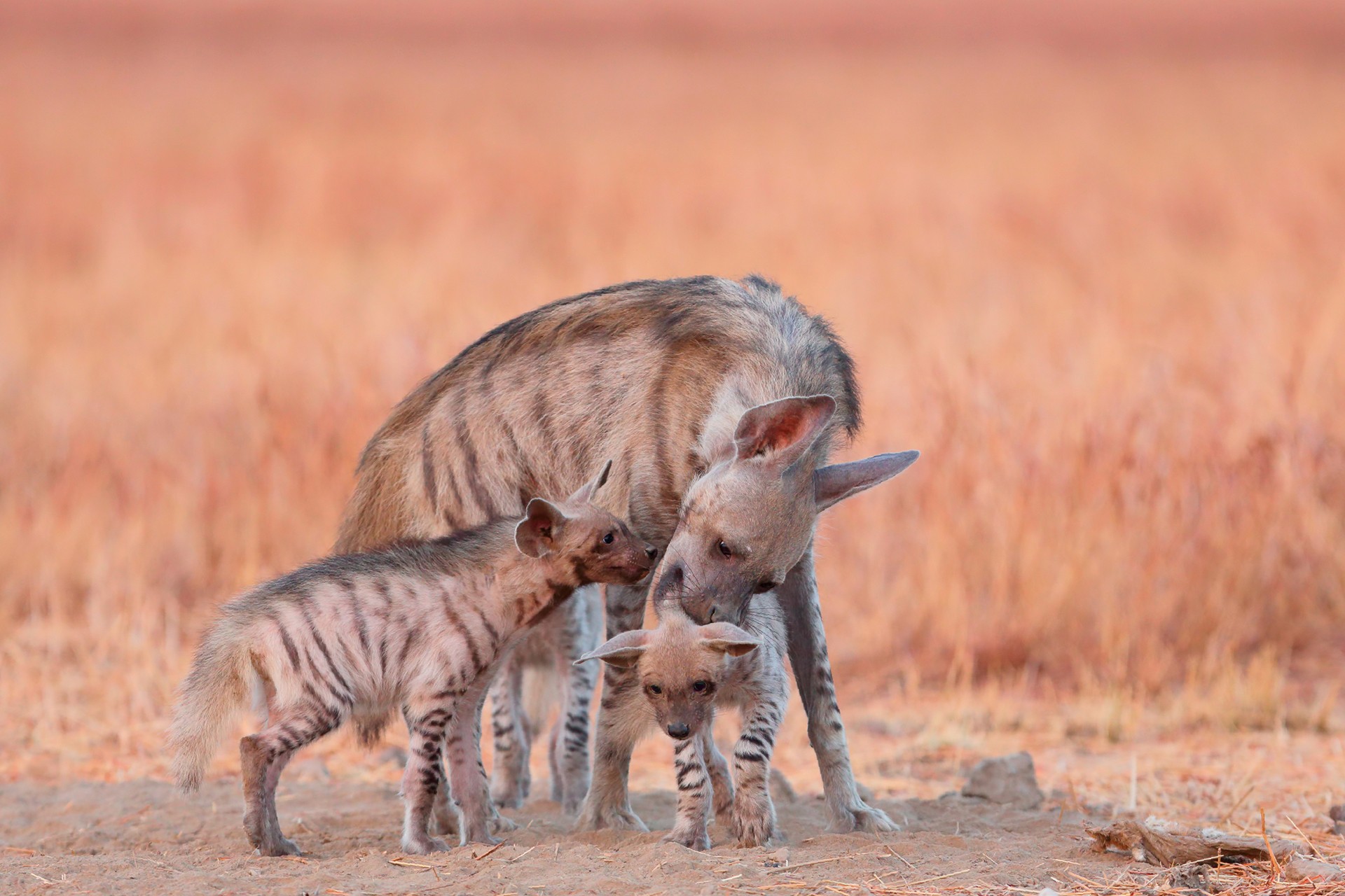 Scavenger and her family - Learnings From The Field: Saurabh Desai | Nature inFocus
