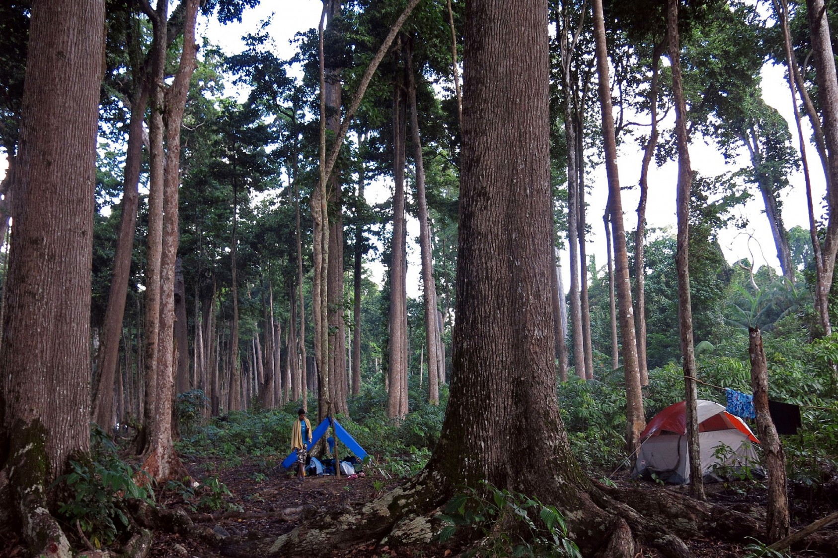 We set up our tents among the Mahua trees, and cooked up a quick meal of rice and egg curry on a campfire. That first night, soon after turning in, I was awoken by guano (bat droppings) falling on the roof of my tent. In pitch darkness, I fumbled and covered the tent with tarpaulin and went back to sleep. Not long after, I was awoken again when a rain shower drenched my tent – leaving me with no choice but to take refuge with my colleagues.