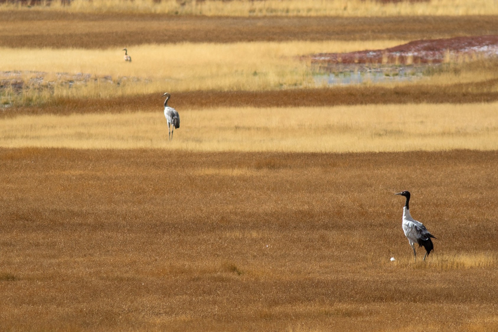 Black-necked Cranes were on my ‘must-see’ list at Tso Kar Lake in Ladakh, which is a nesting ground for these birds in the summer. Interestingly, Black-necked Cranes are the most revered birds in Tibetan Buddhism – it is said that a sighting of the cranes brings good luck to the viewer.