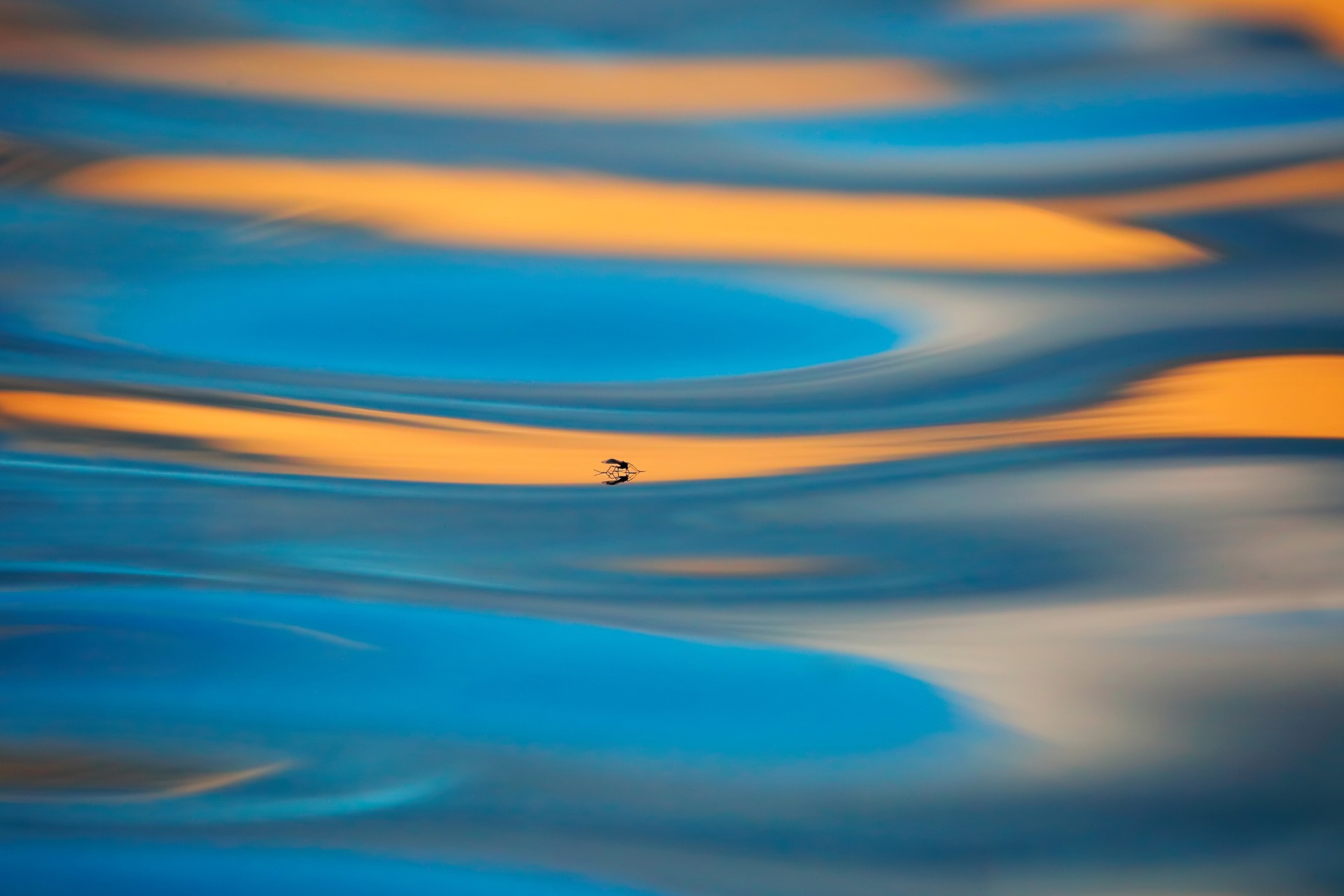 Floating mosquitoes - Learnings From The Field: Saurabh Desai | Nature inFocus