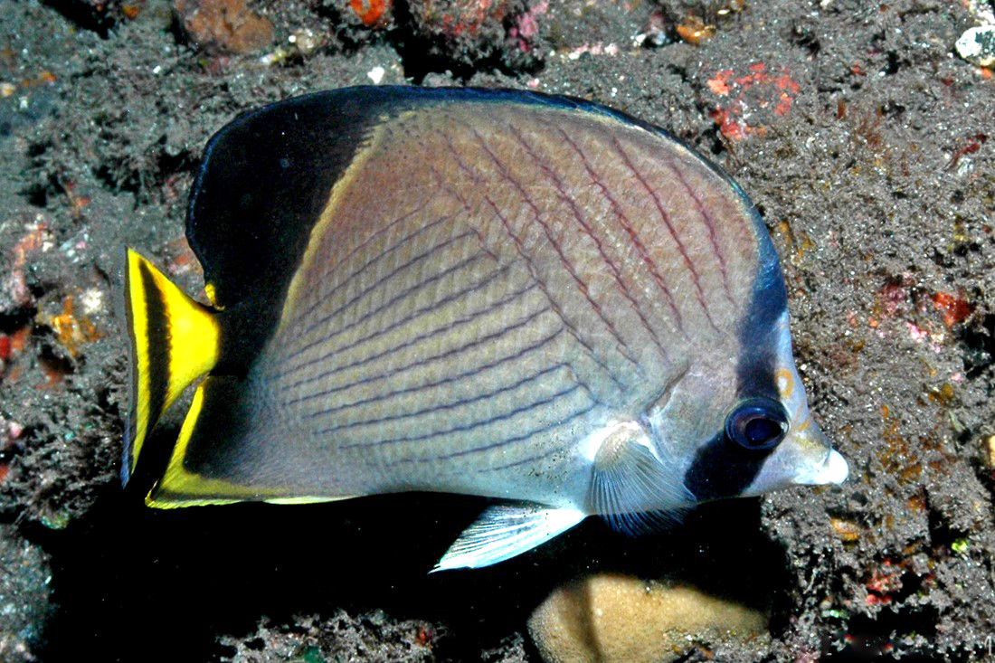 Lakshadweep Butterflyfish | Nature Infocus